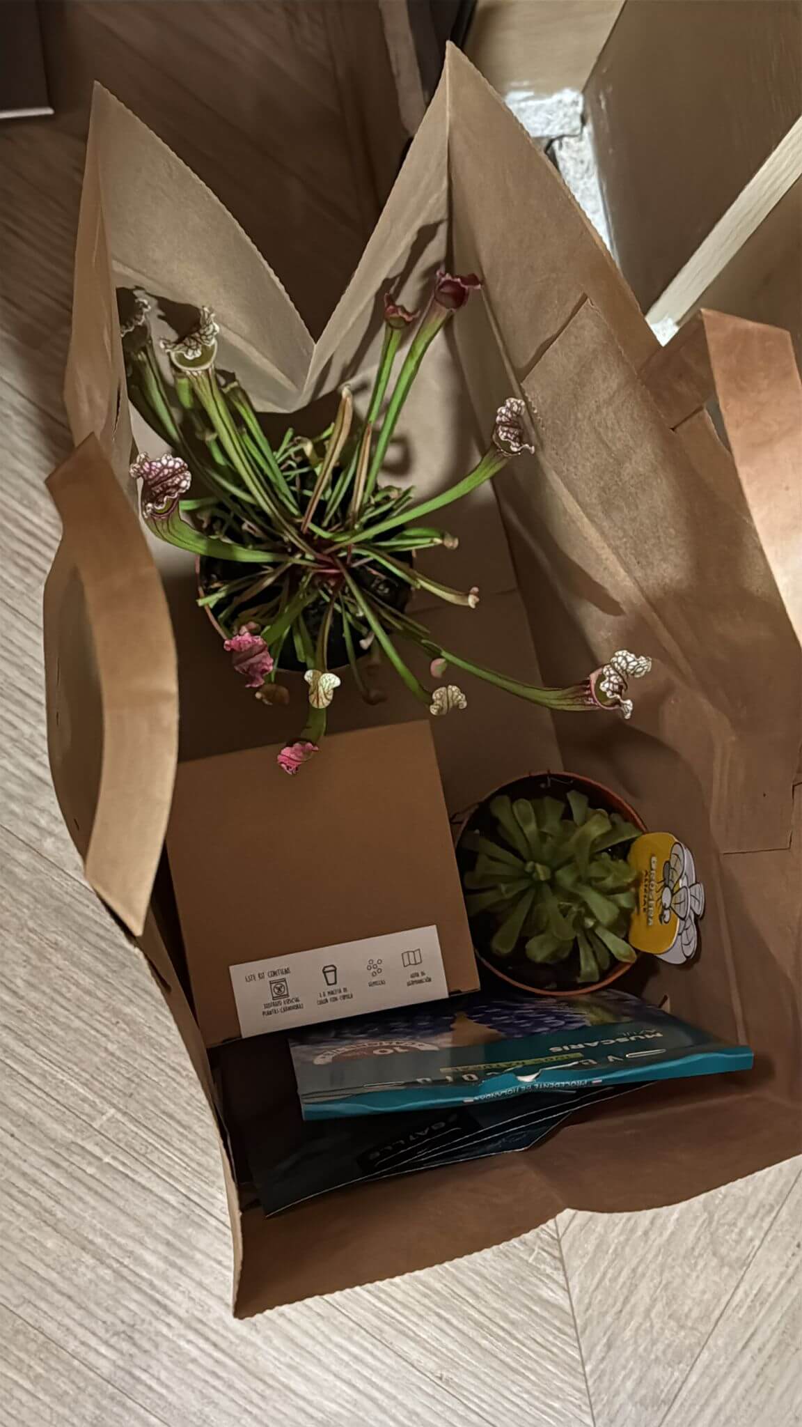 New Sarracnia And Drosera