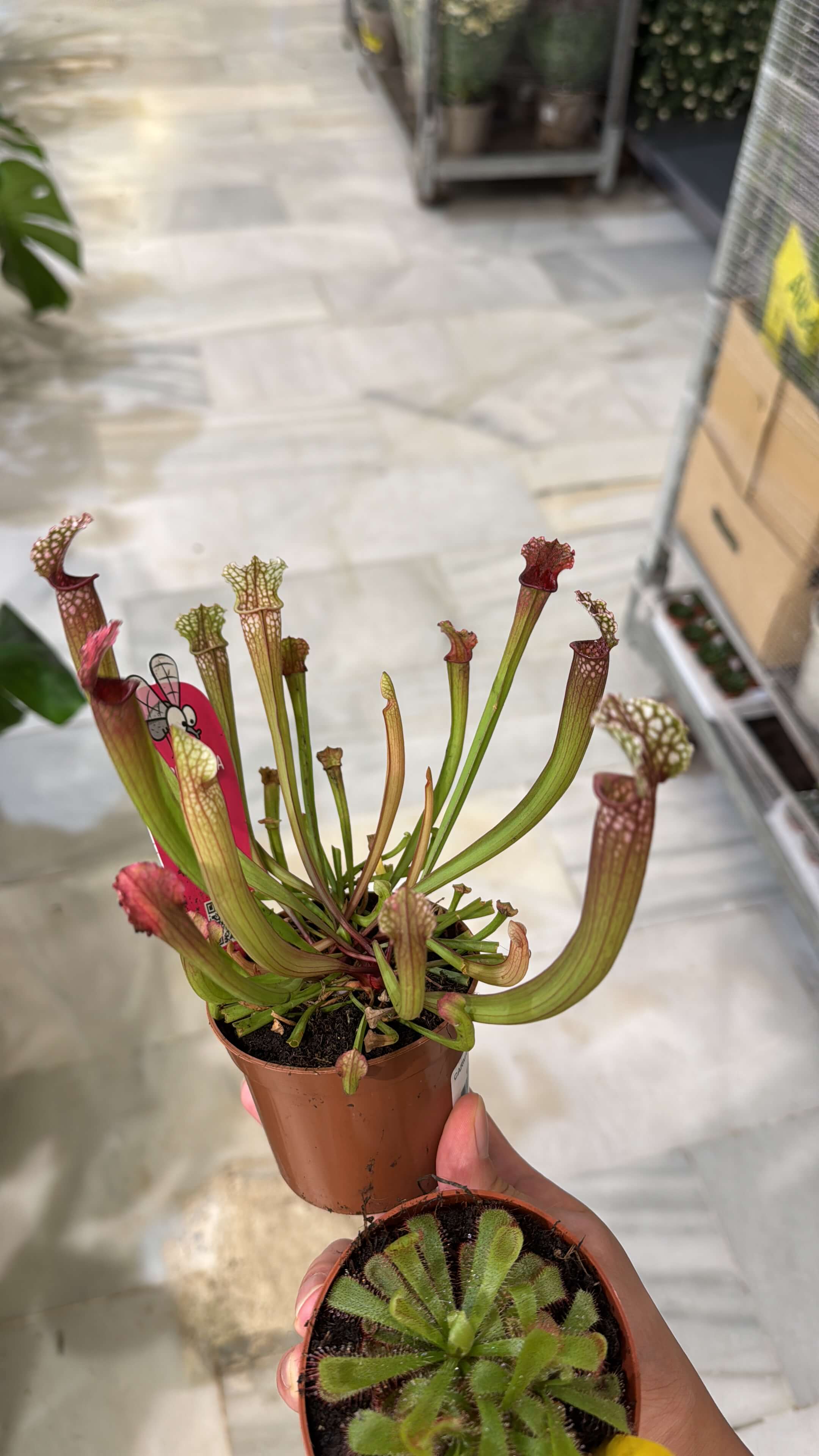 New Sarracnia And Drosera