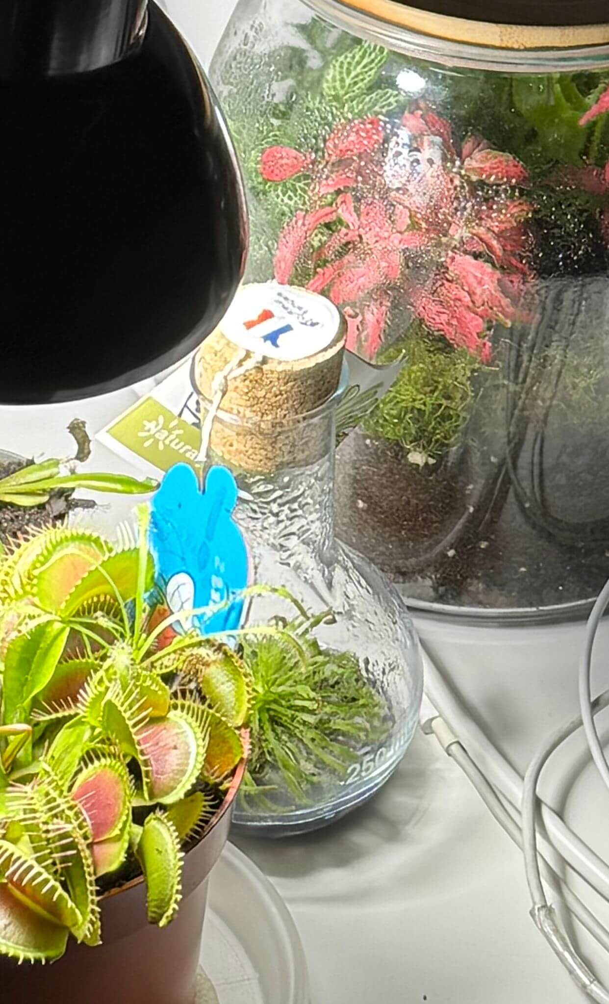Drosera inside the terrarium