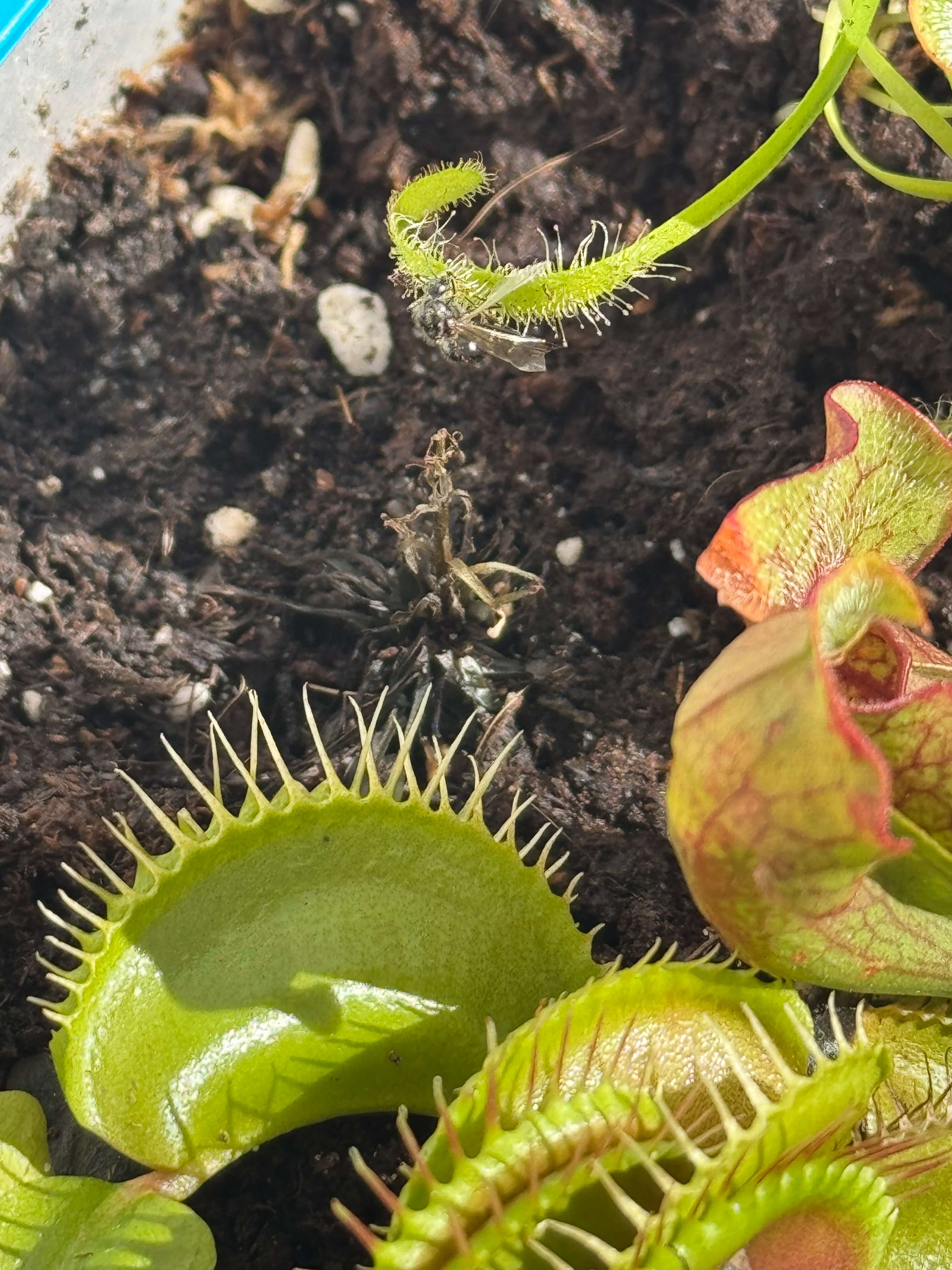Drosera dying