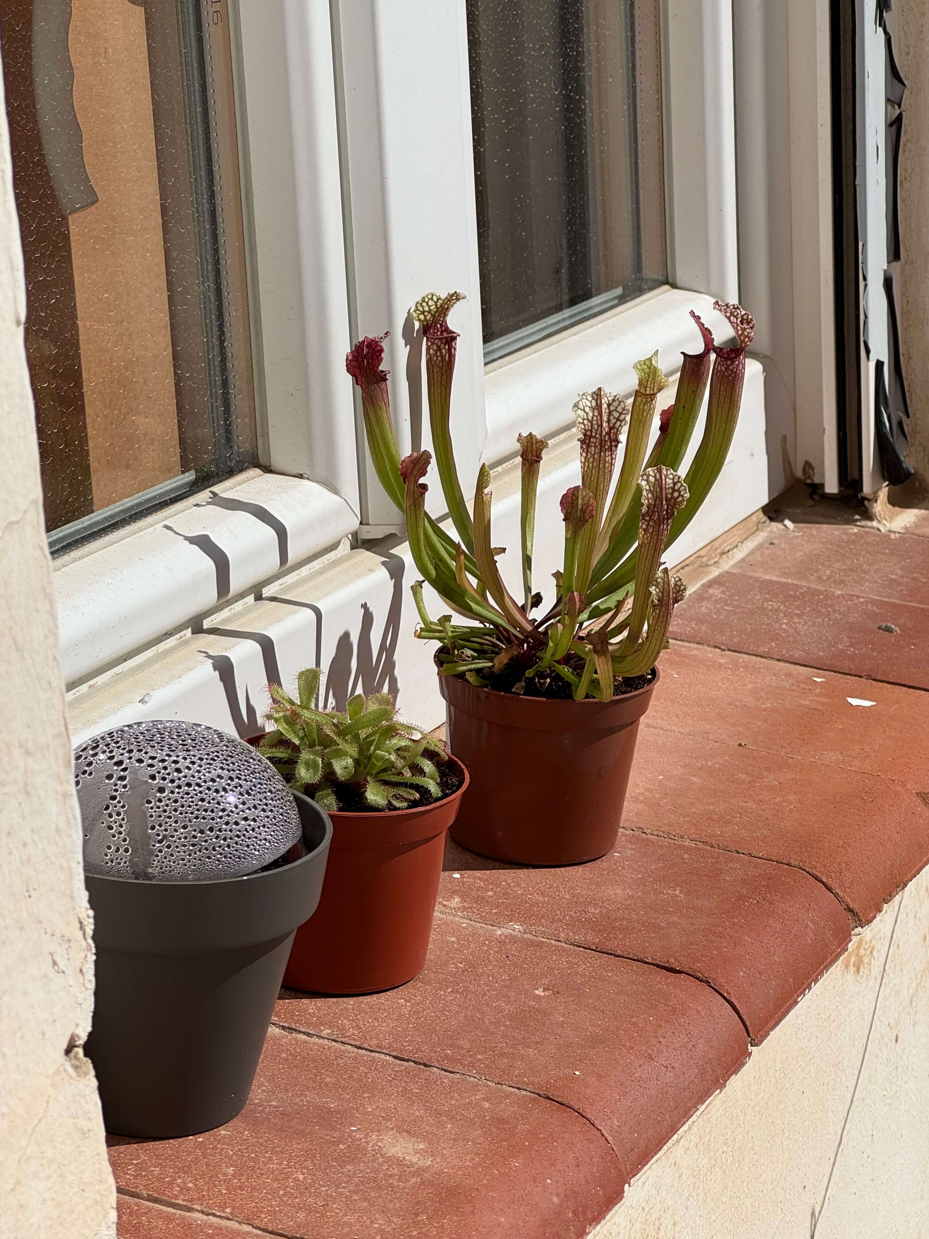 The new plants