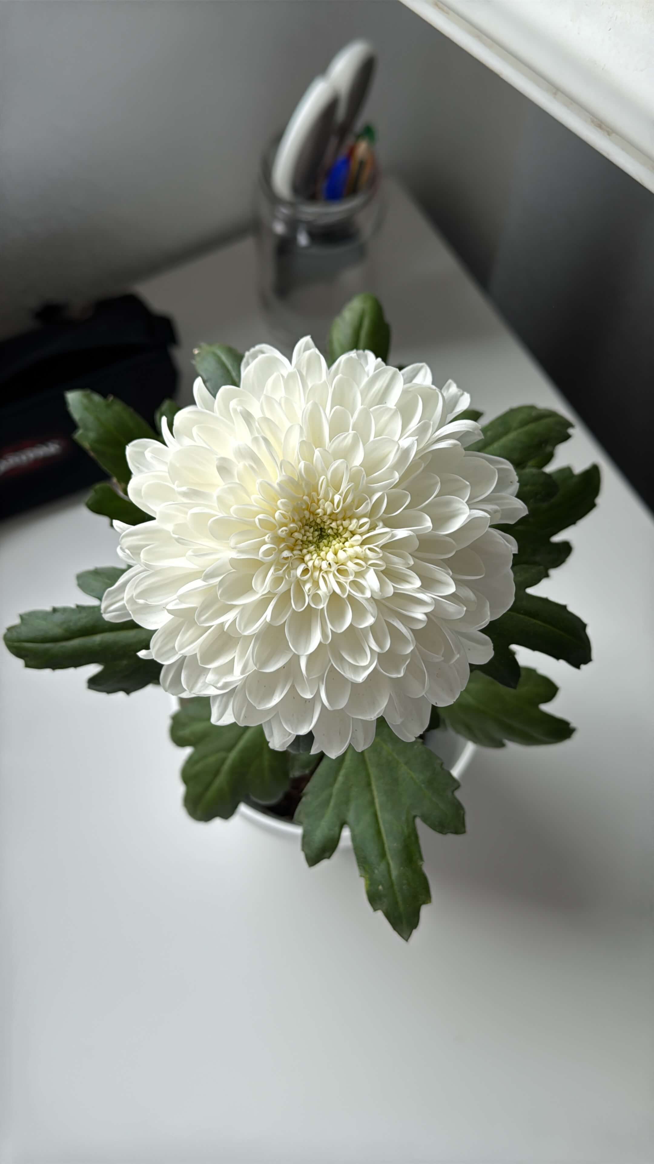 Big Flower