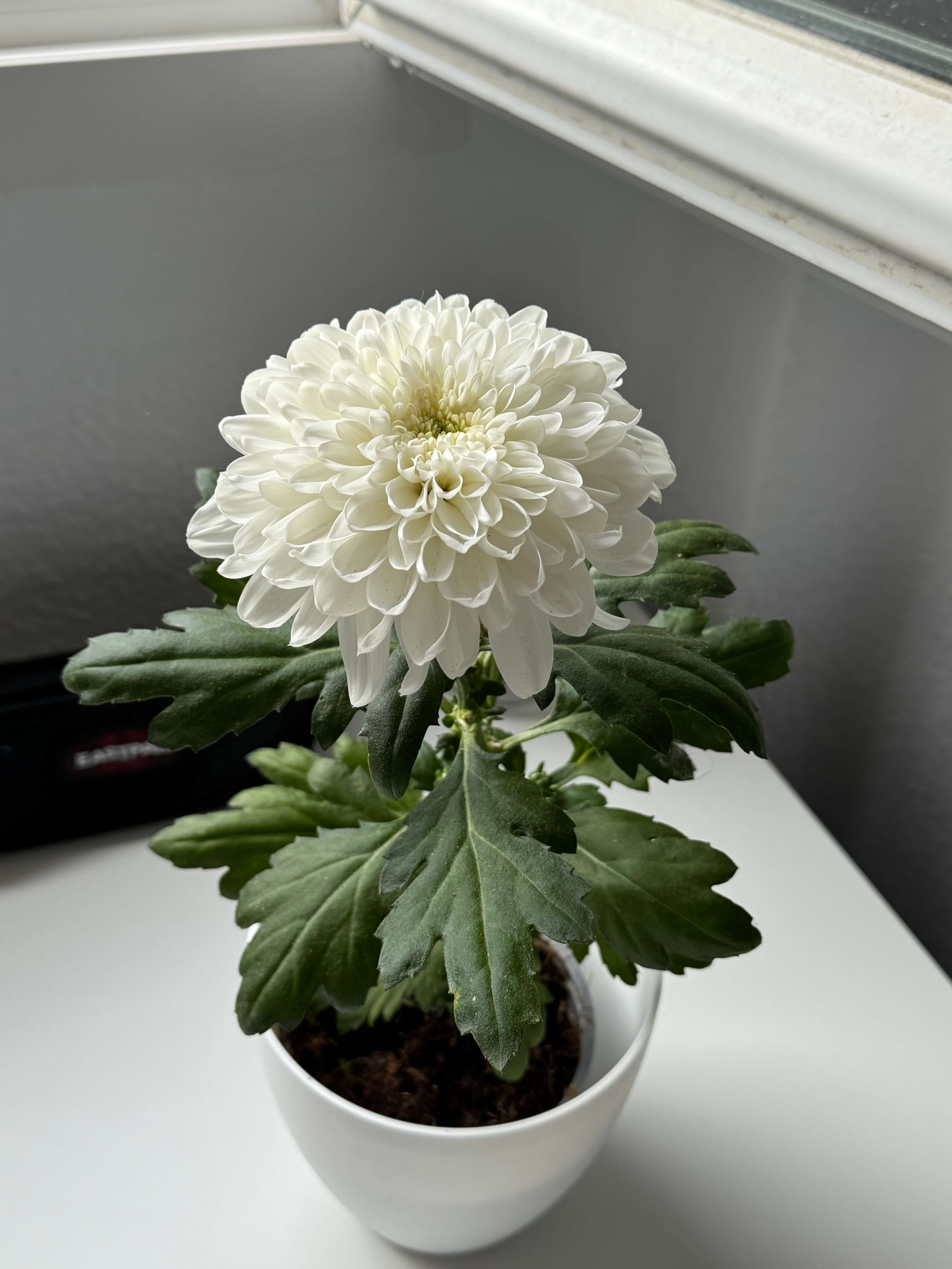 Big Flower