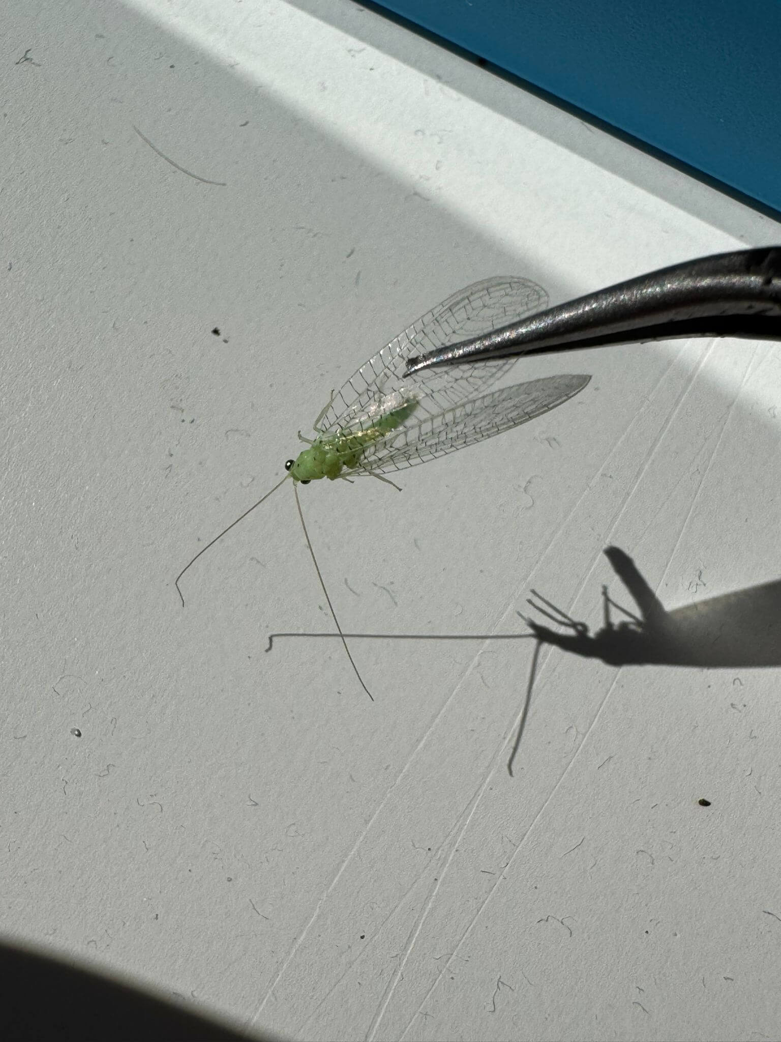 Green bug