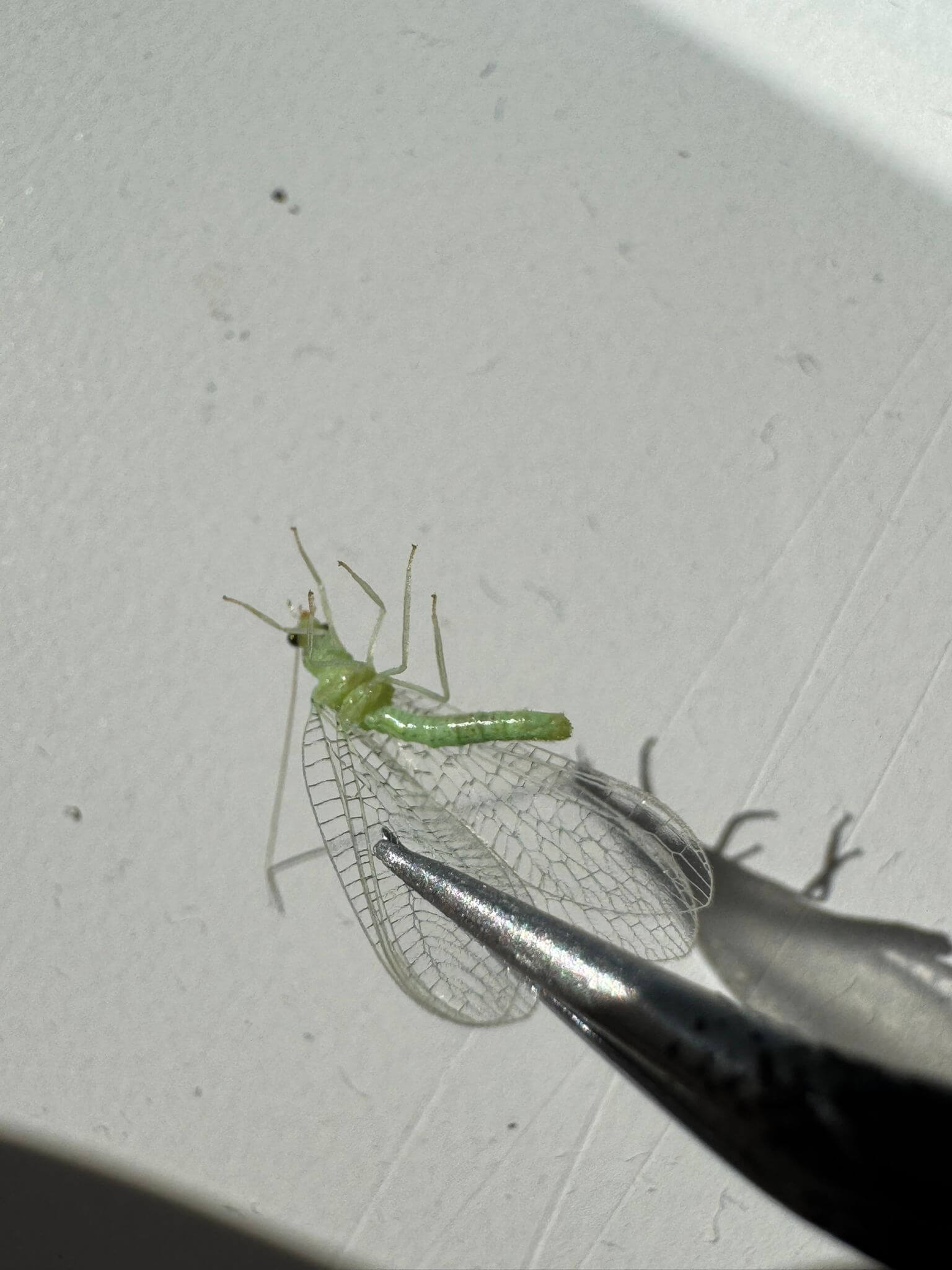 Green bug