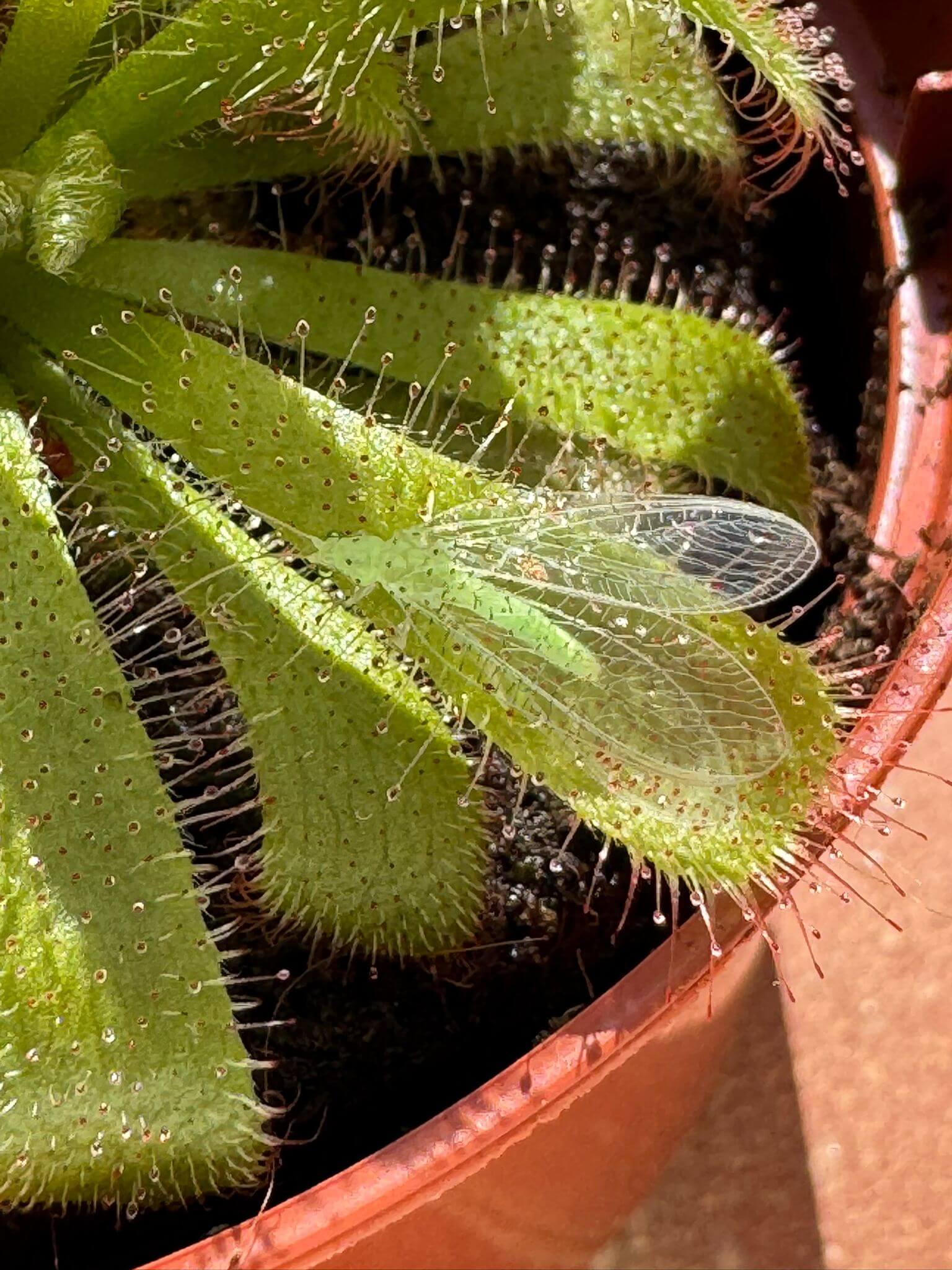 Green bug being eaten