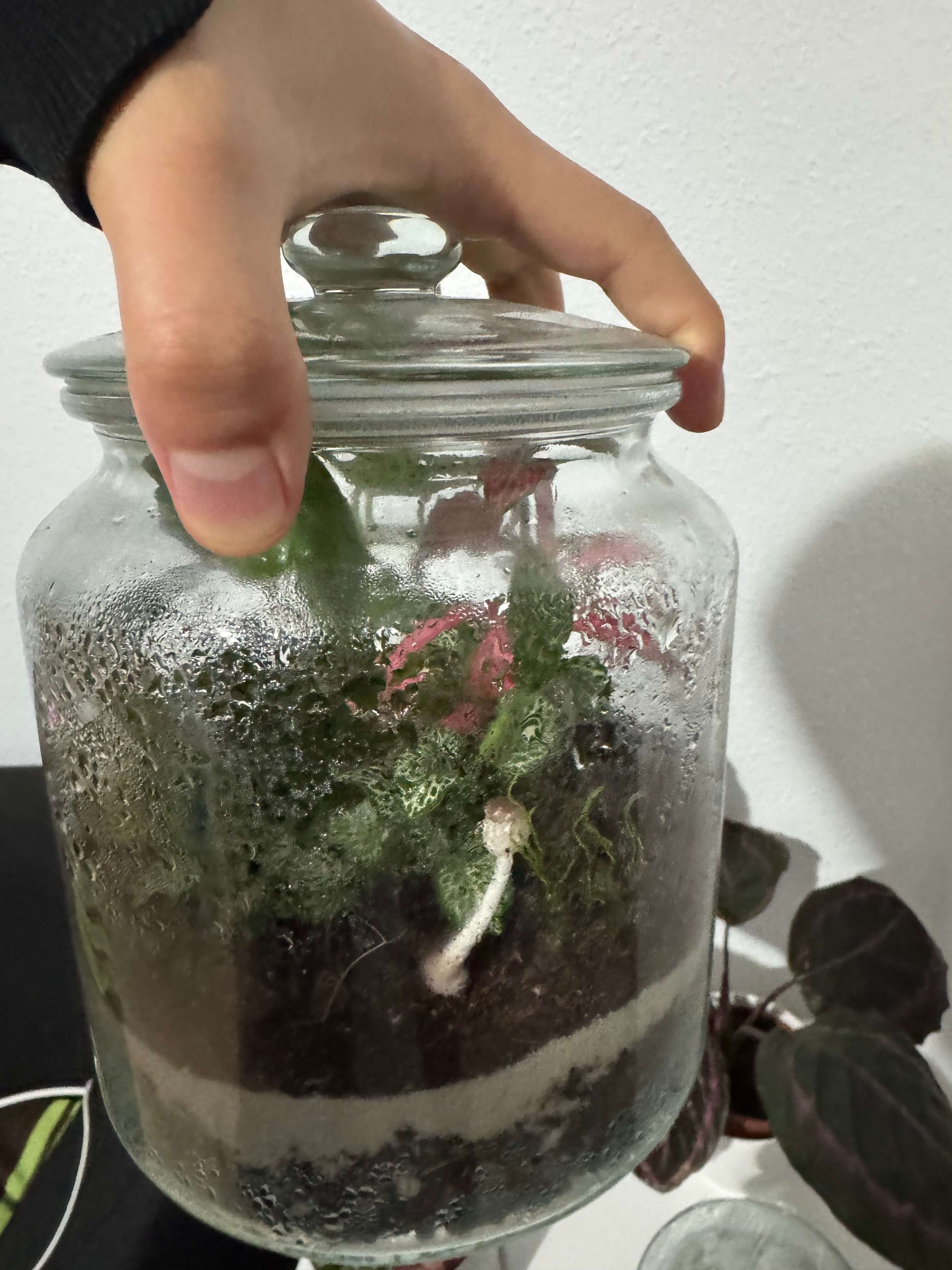 Mushroom in the terrarium