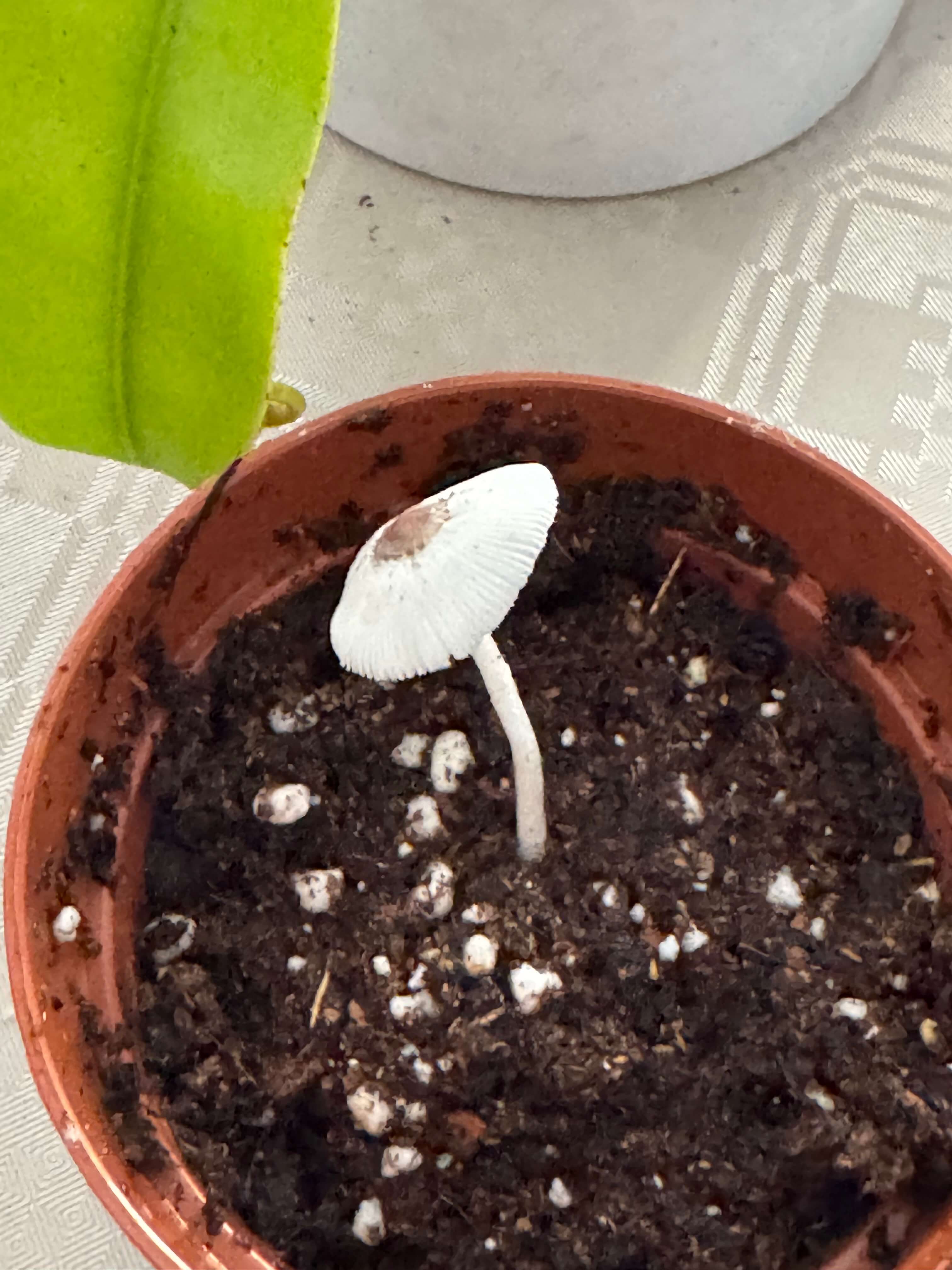 Mushroom opened up