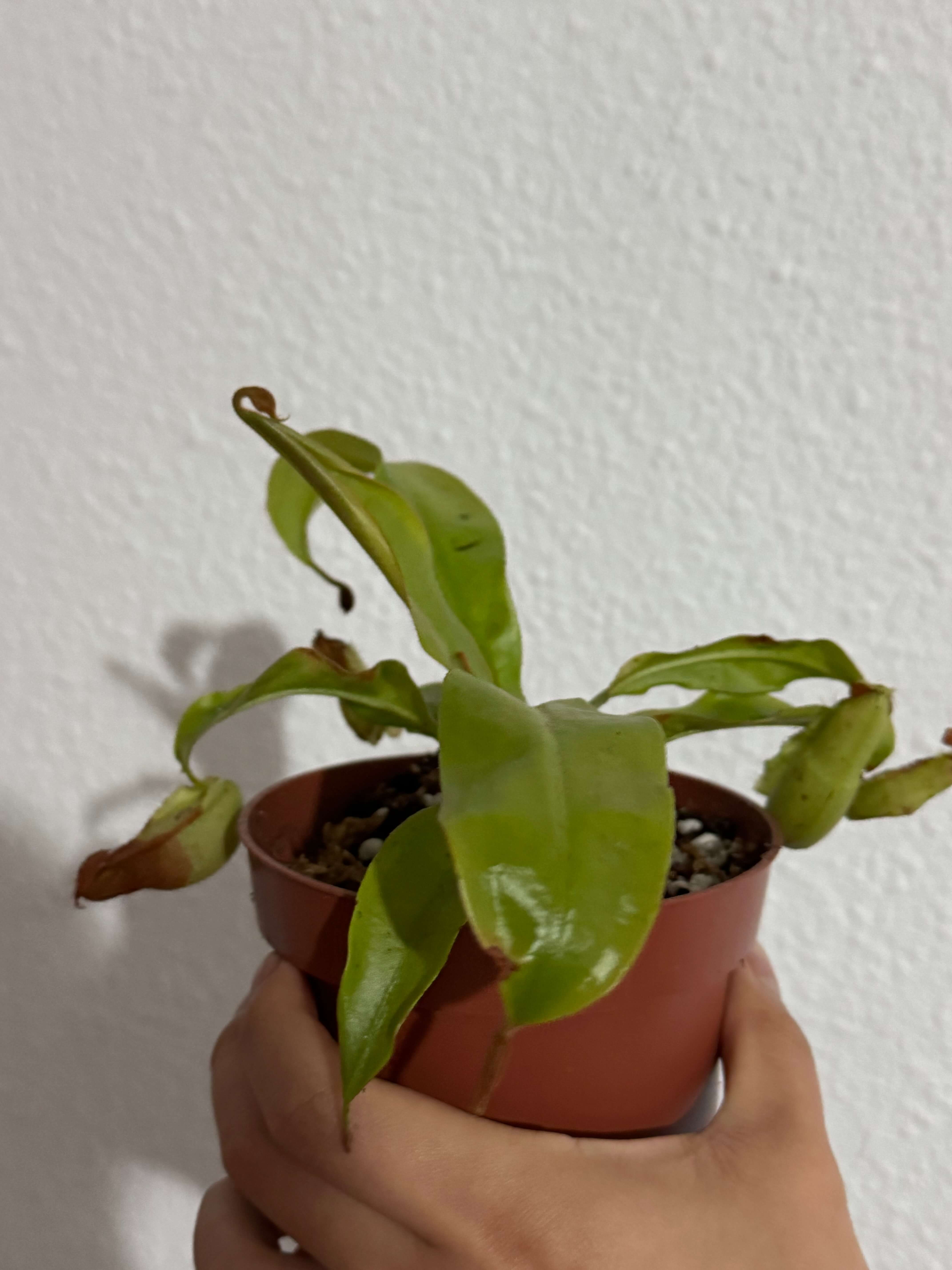 Transplanting the plants