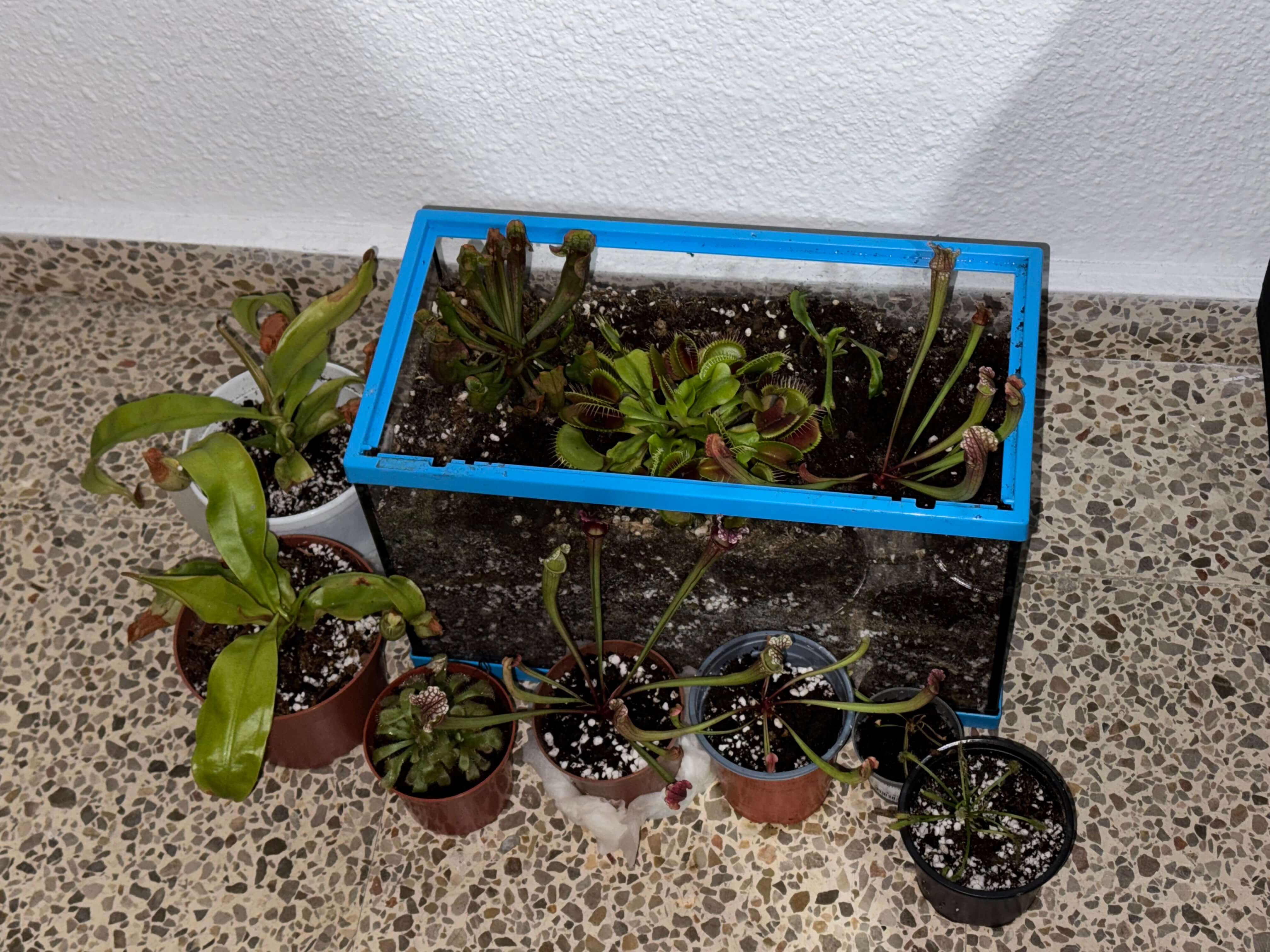 Collection