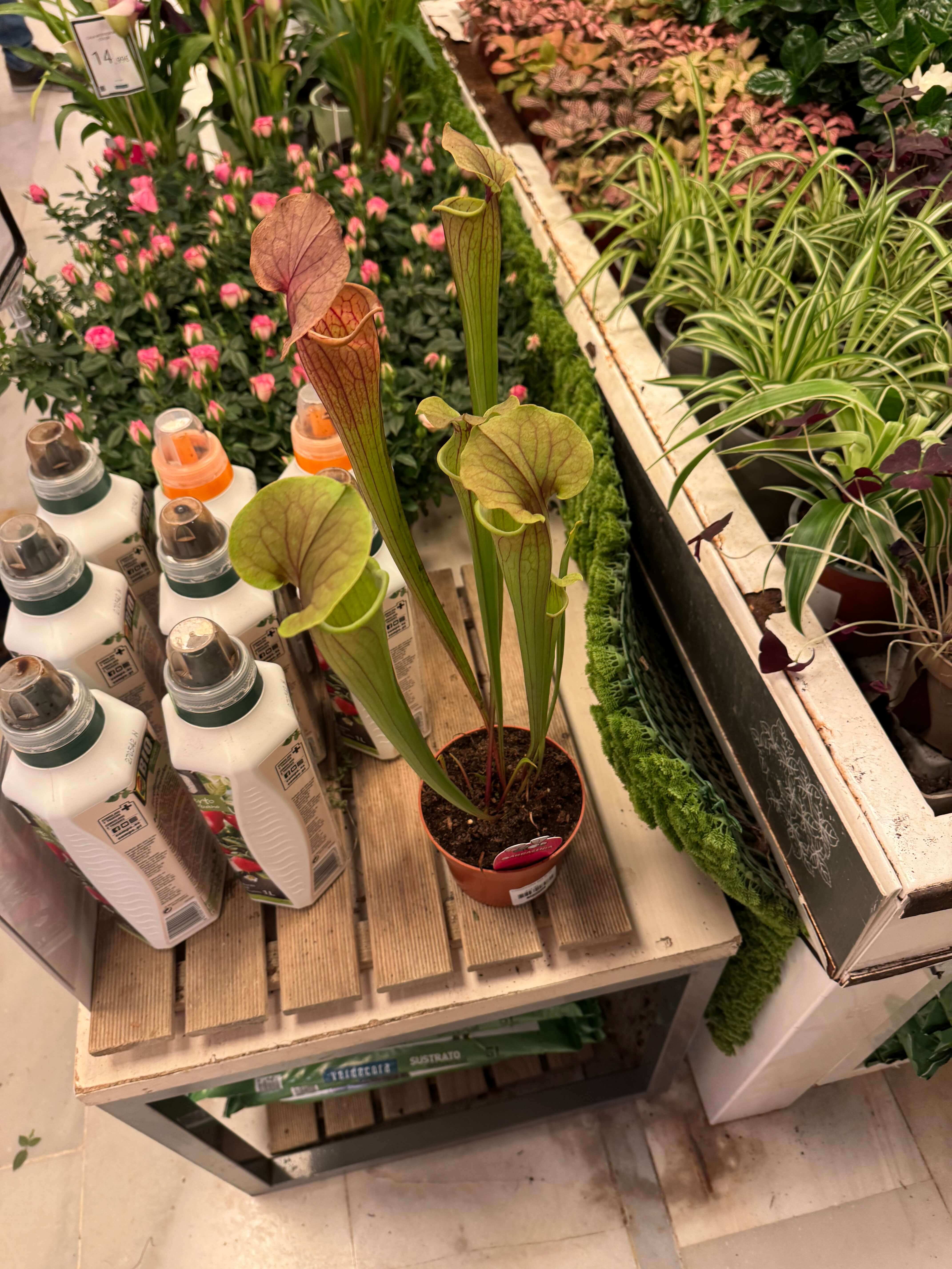 Sarracenia Tygo
