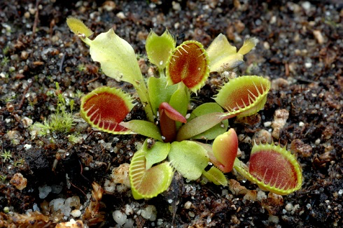 Dionaea Cupped Trap