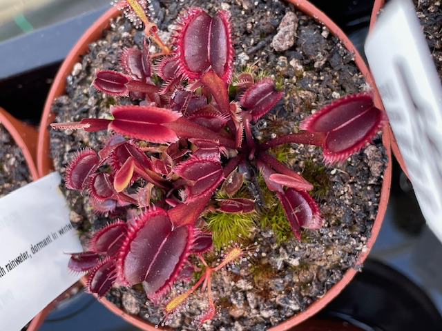 Dionaea Amteborous