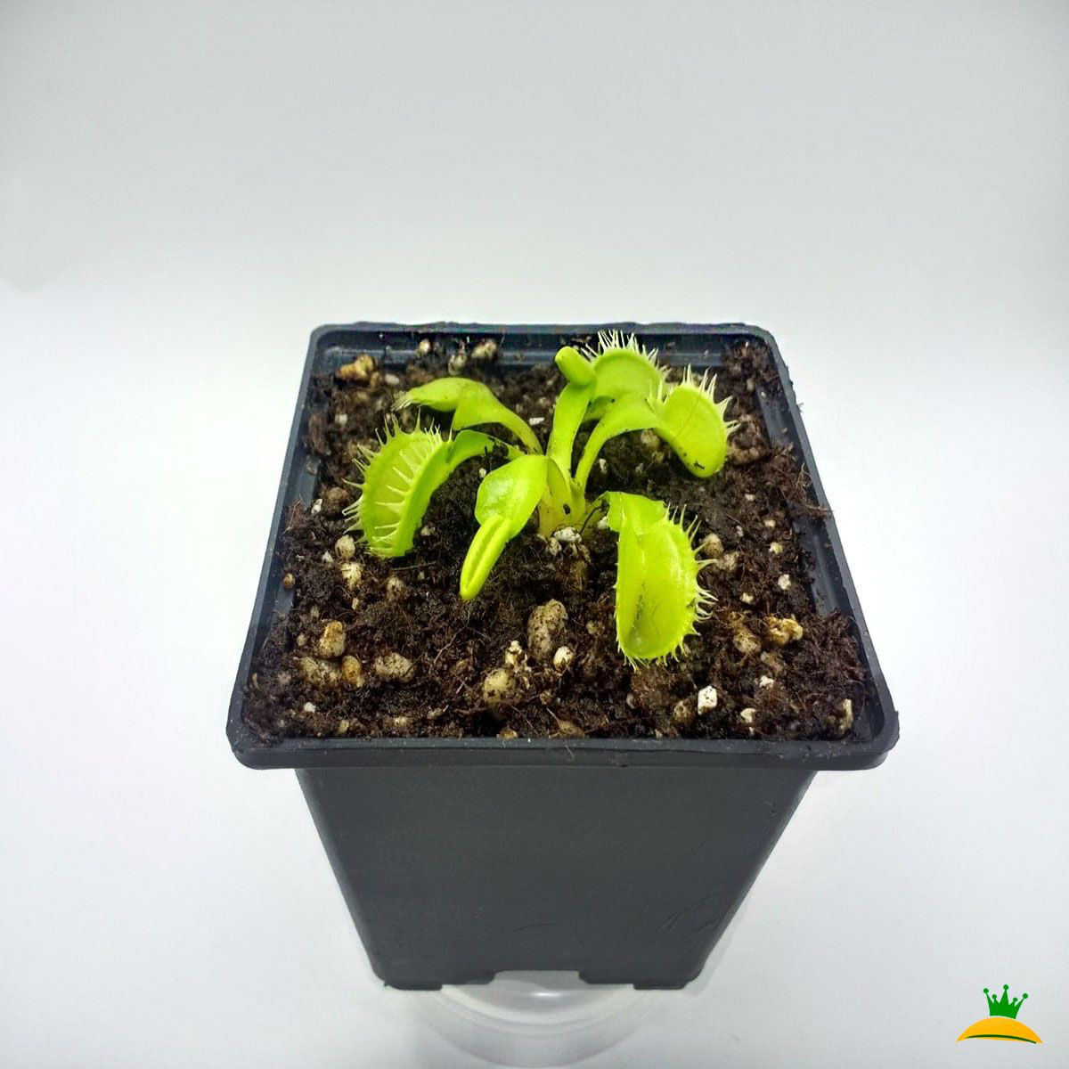 Dionaea Tritón