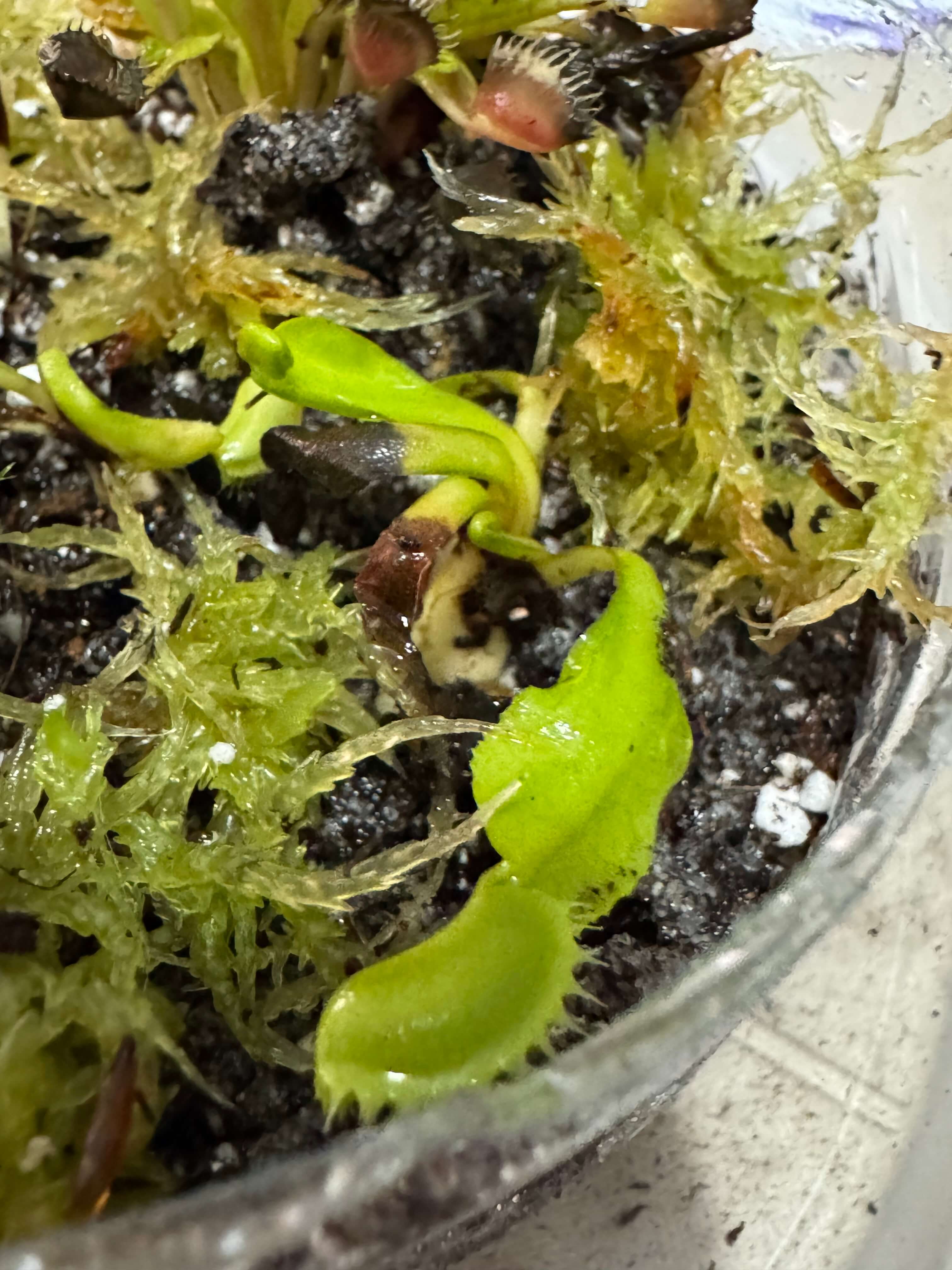 Dionaea Tritón