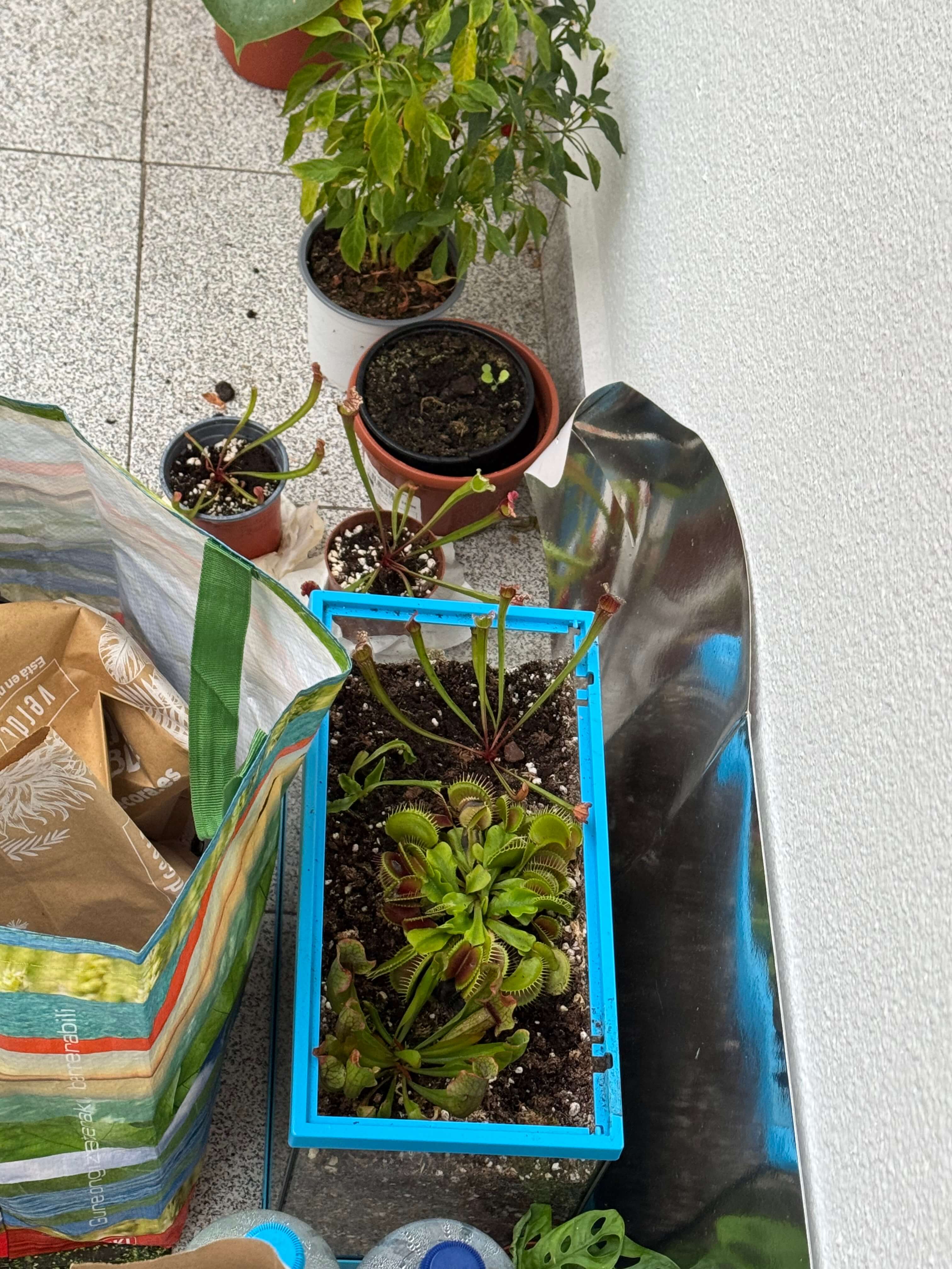 Plants outside
