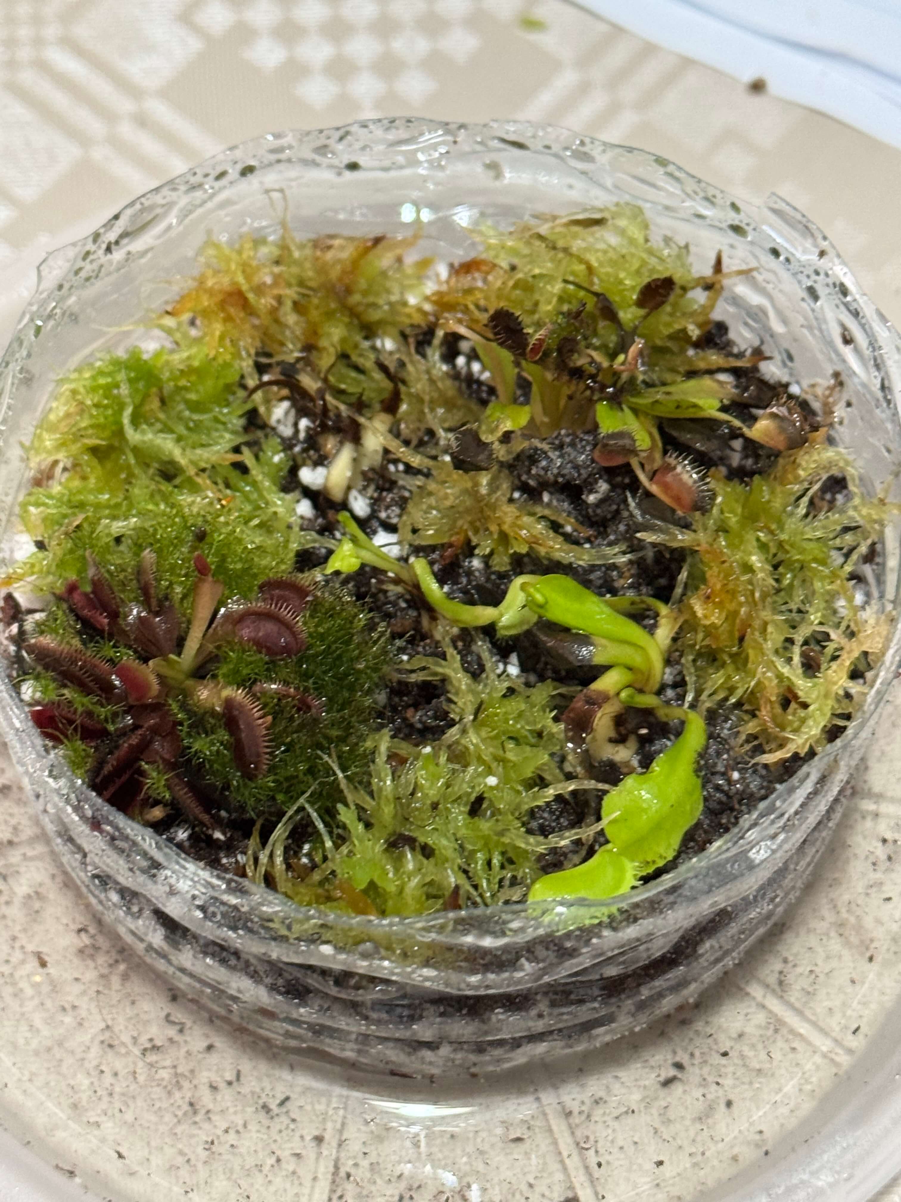 New dionaea
