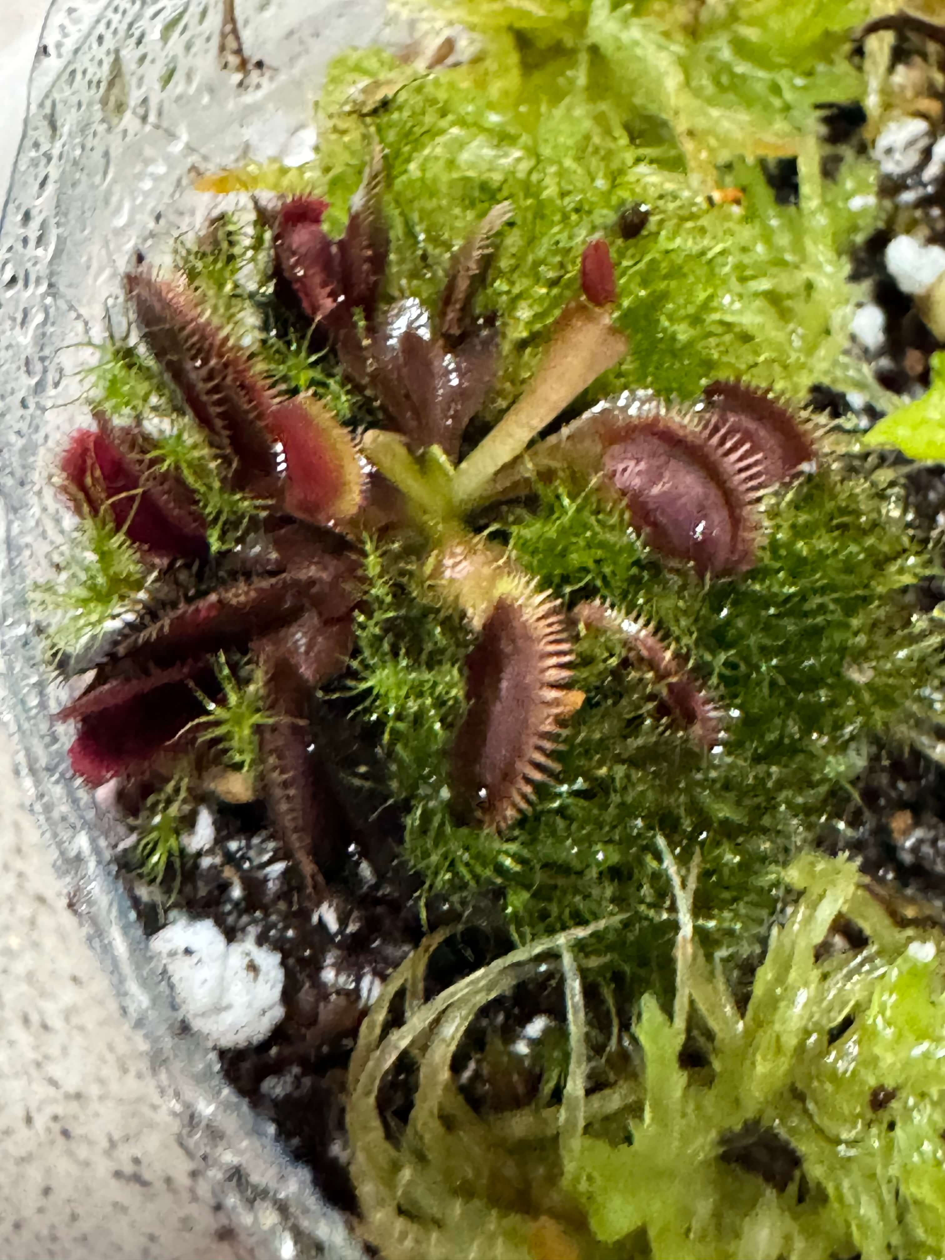 Dionaea Amteborous