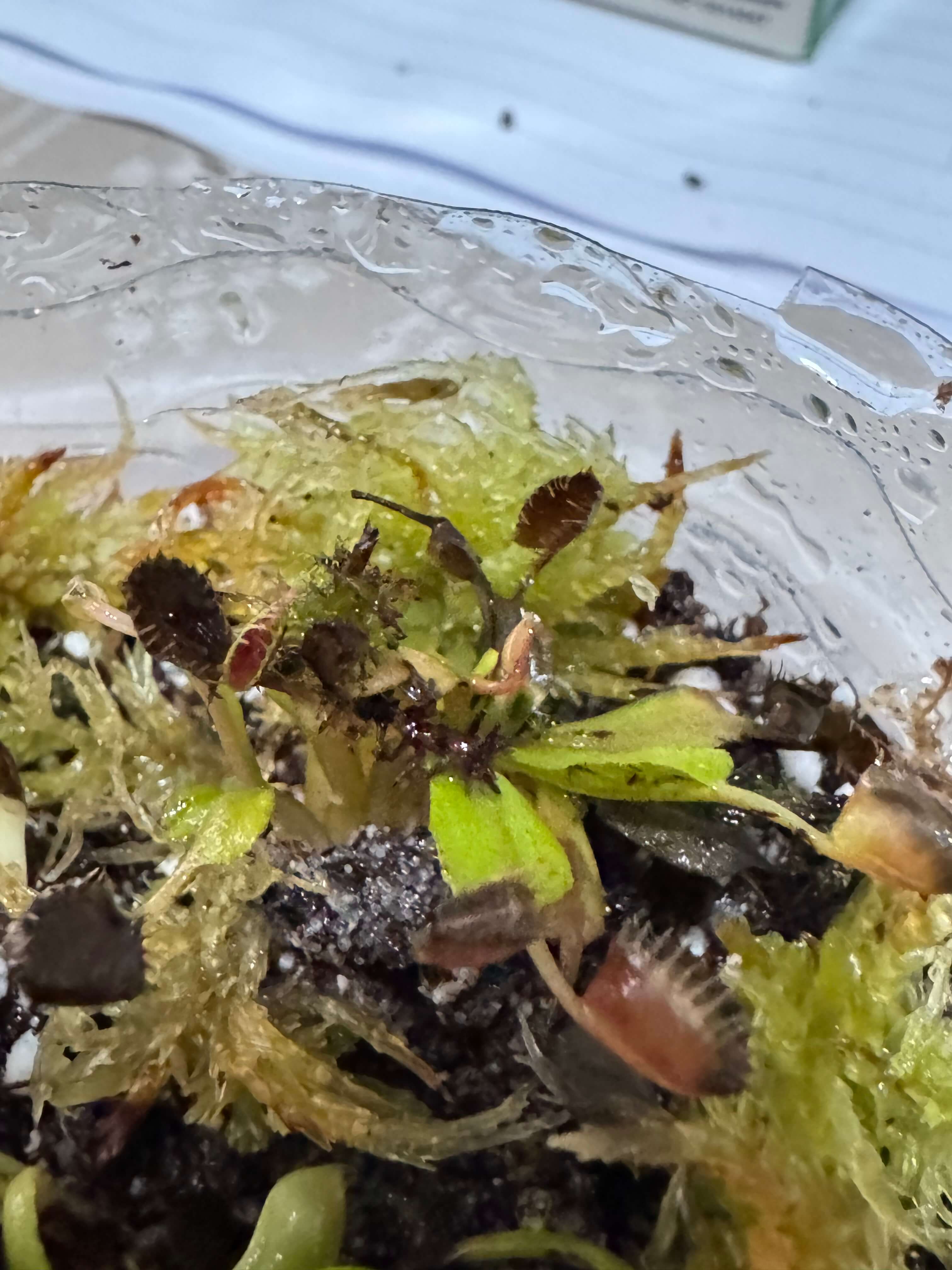 Dionaea Cupped Trap