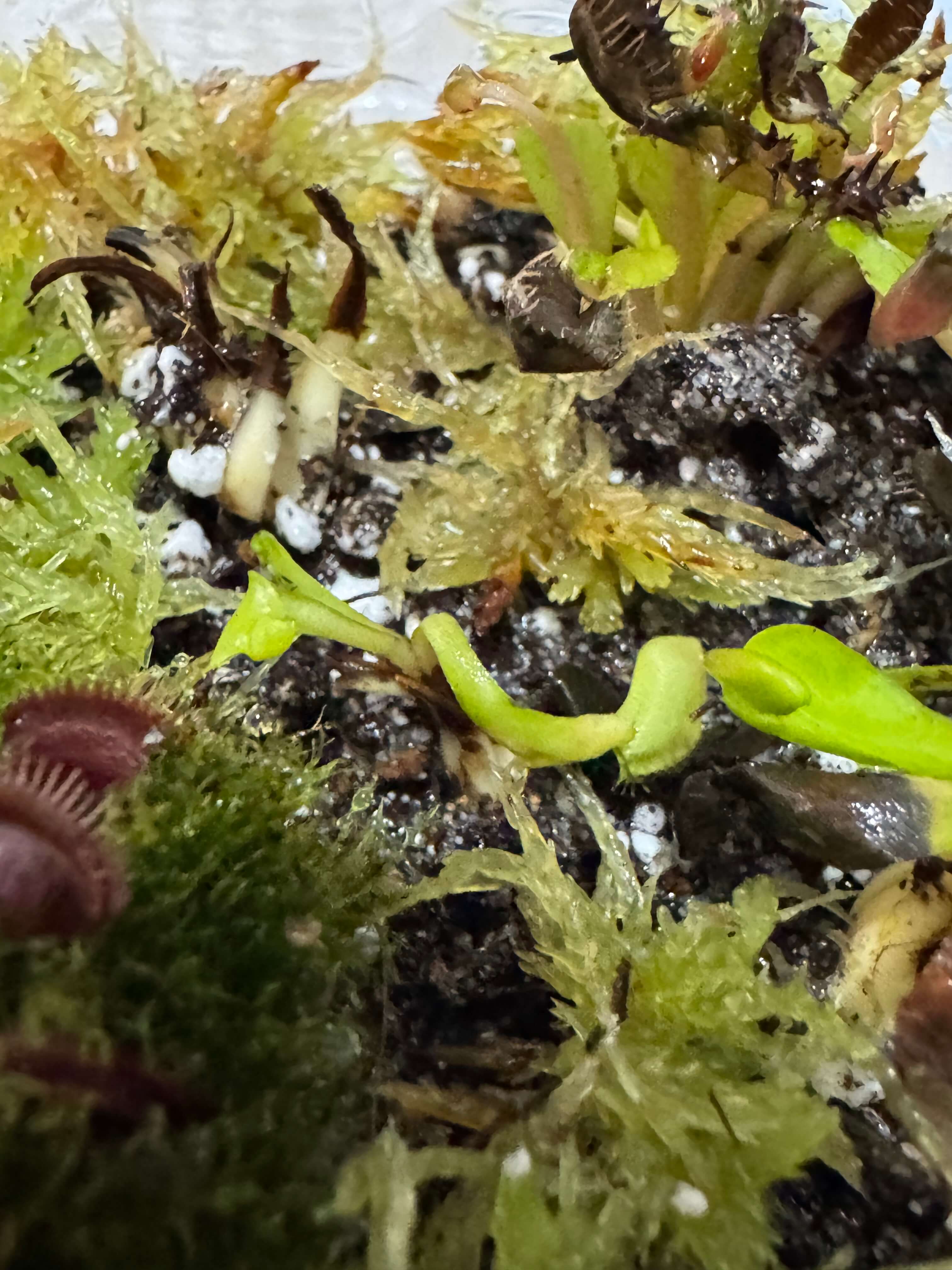 Dionaea Extra