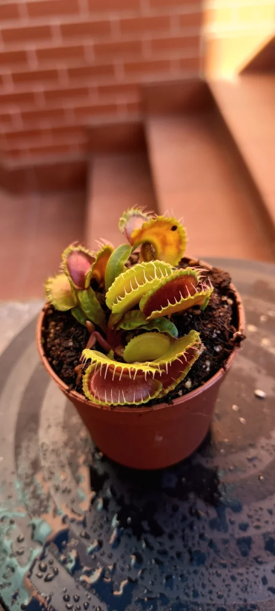 Carboni Ardenti