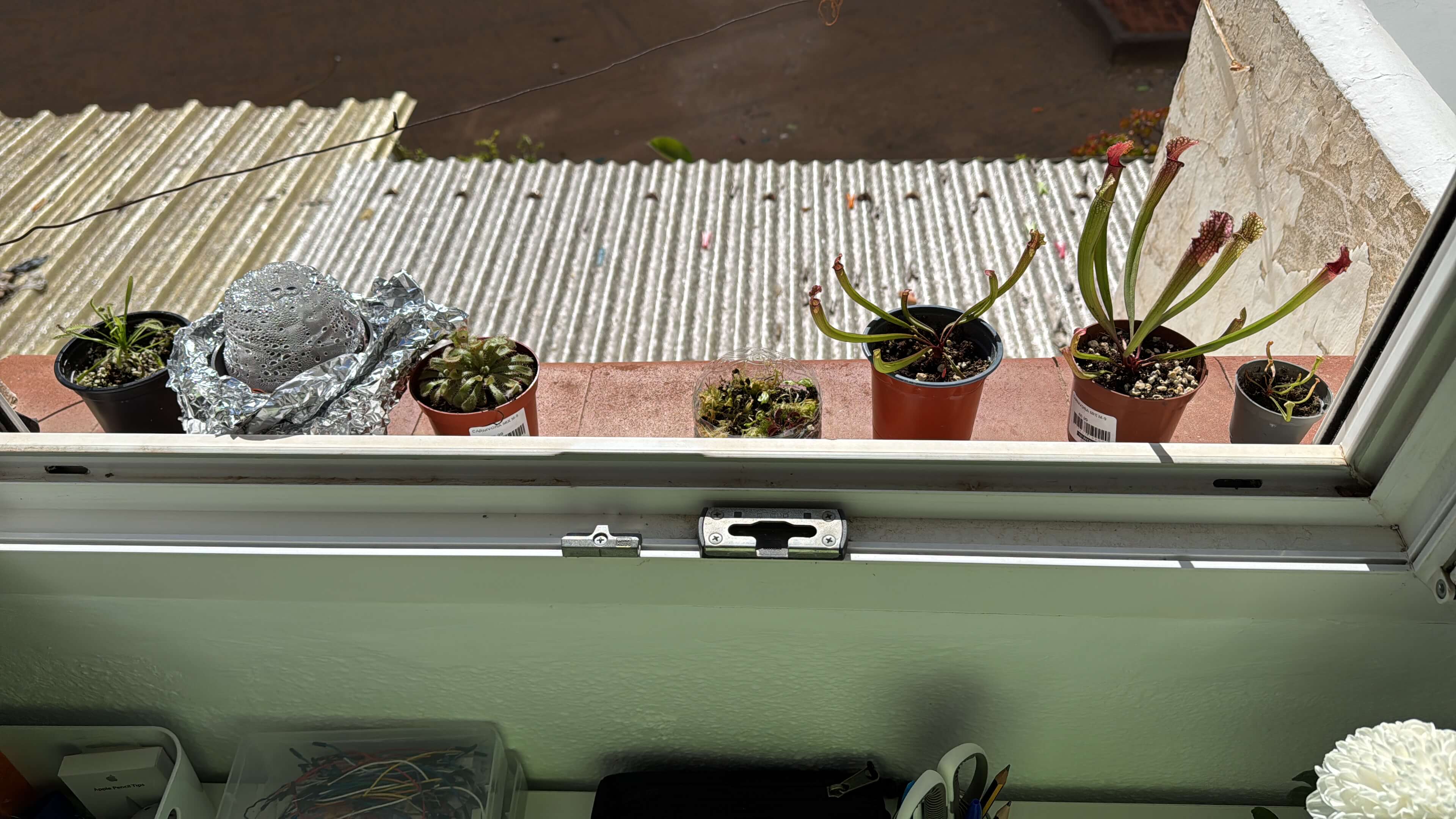 Sunny day