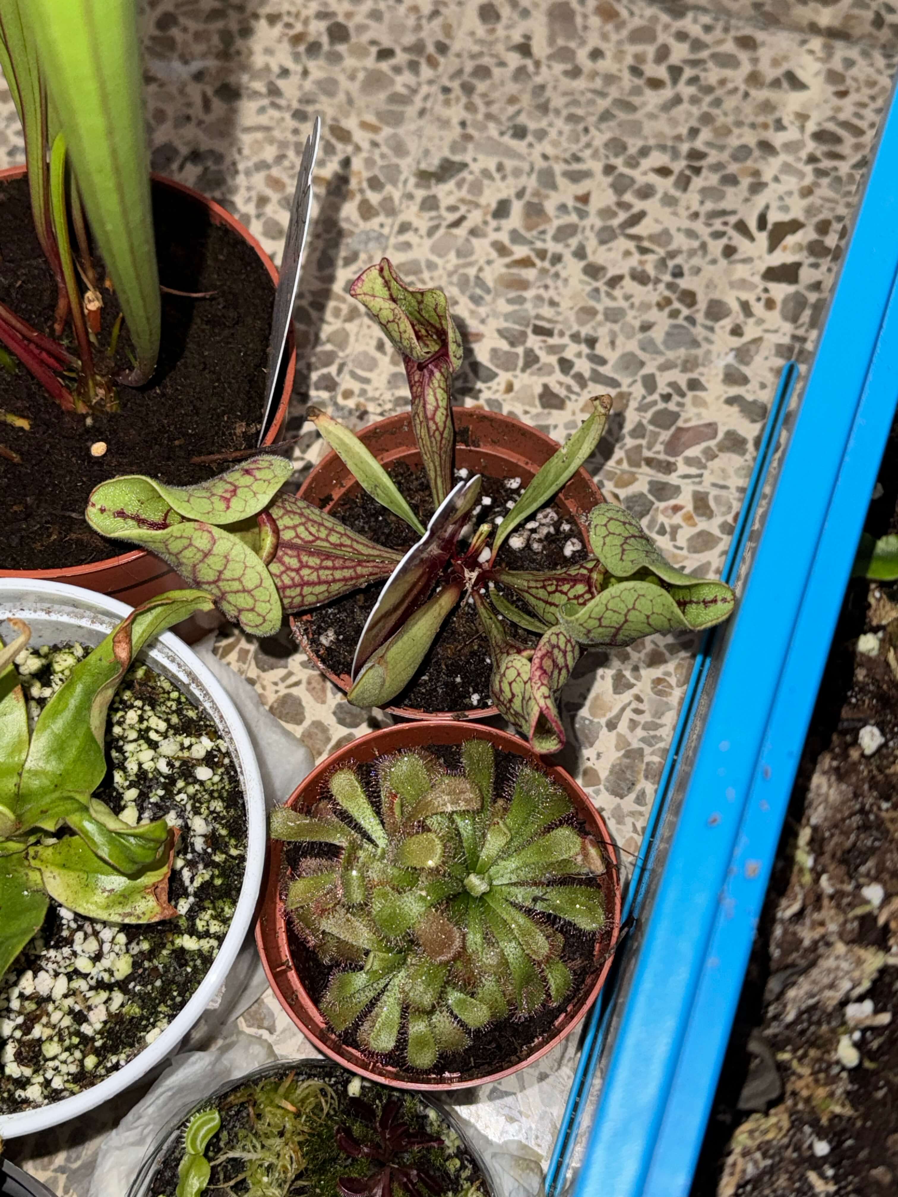 Sarracenia Purpurea Venosa