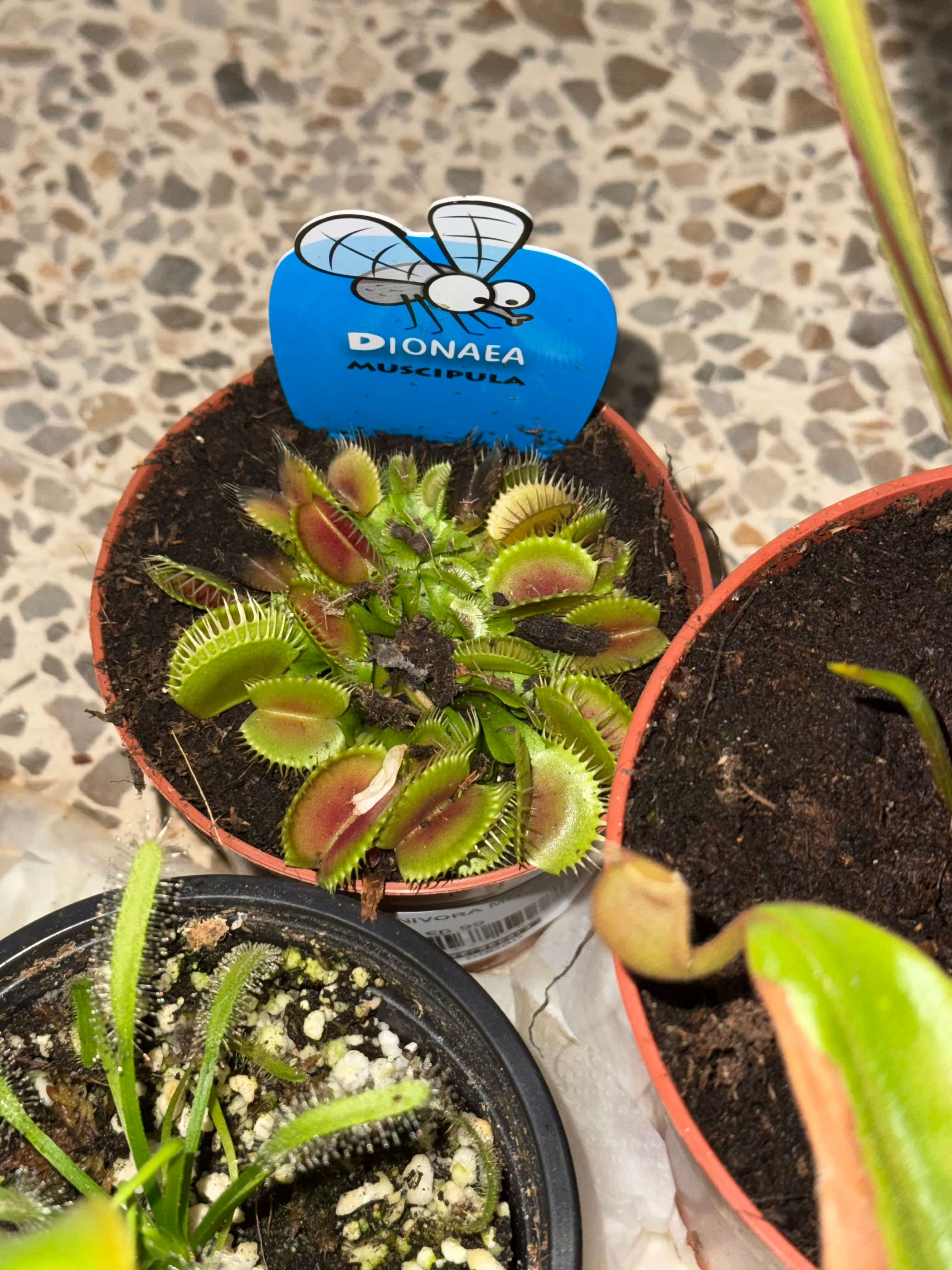 Dionaea Muscipula