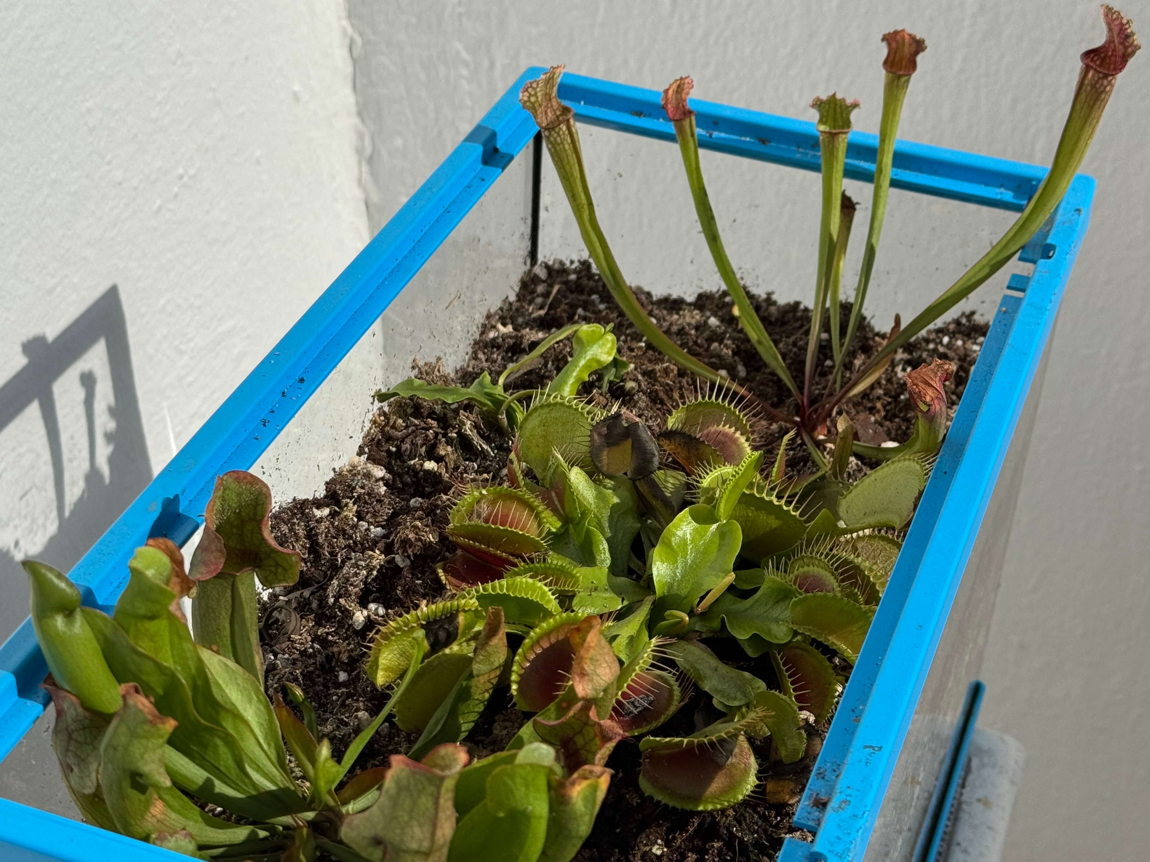 Plants