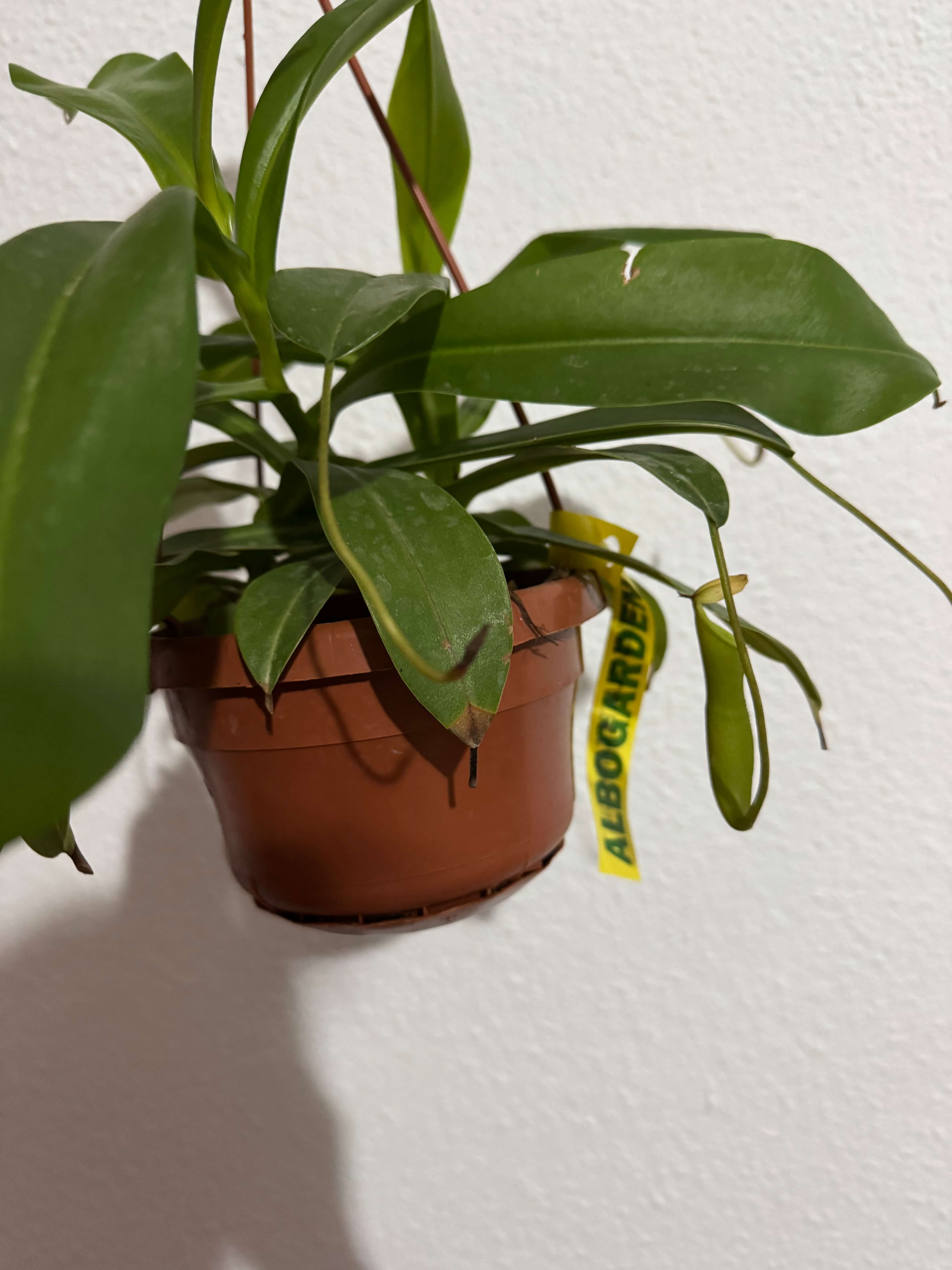 Nepenthes Diana