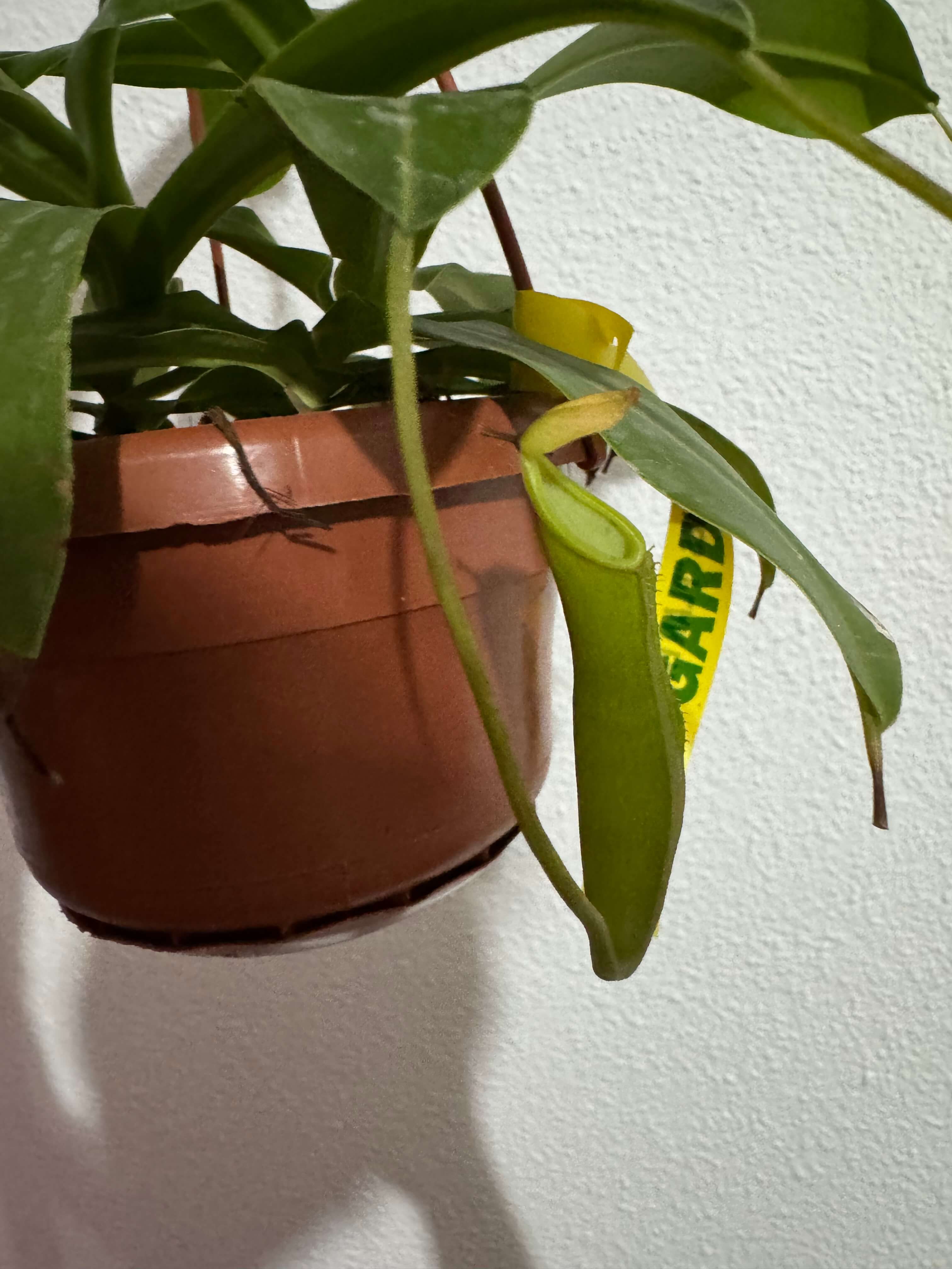 Nepenthes Diana Jar
