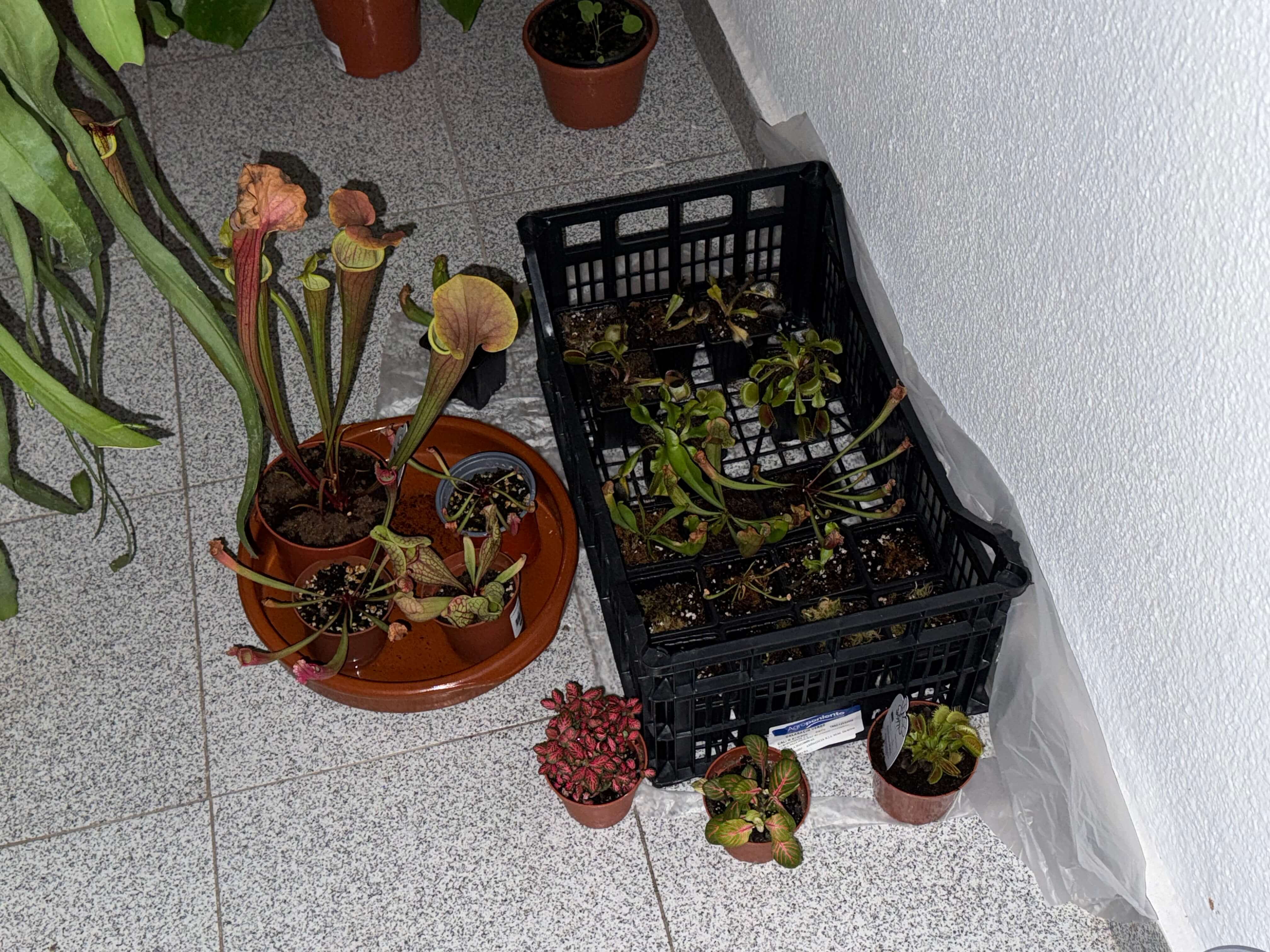 Repotting