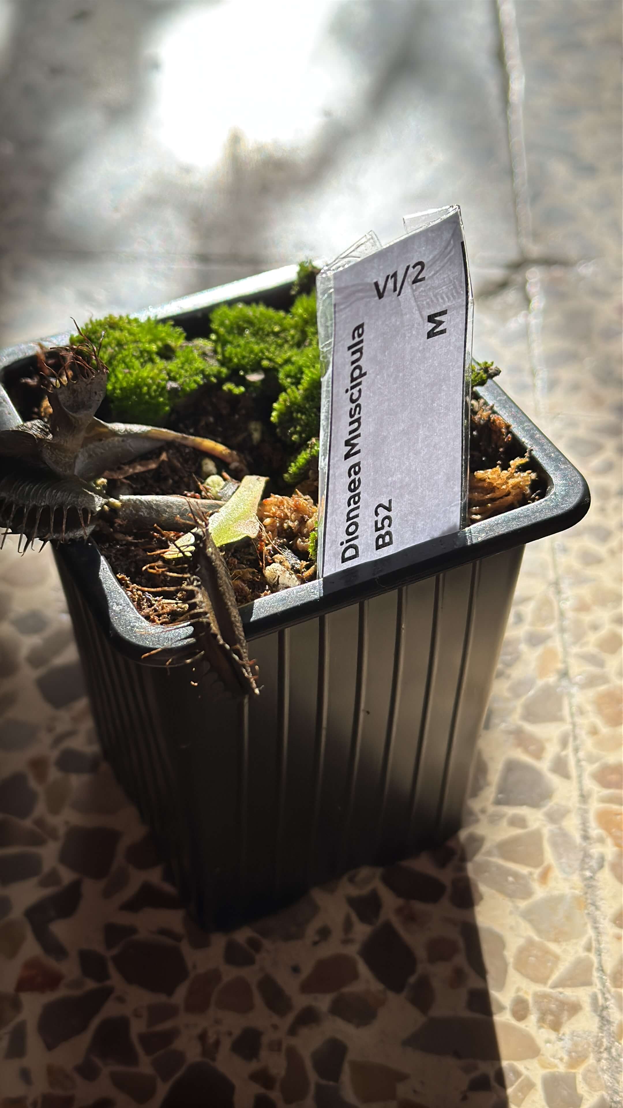 Dionaea Muscipula B52