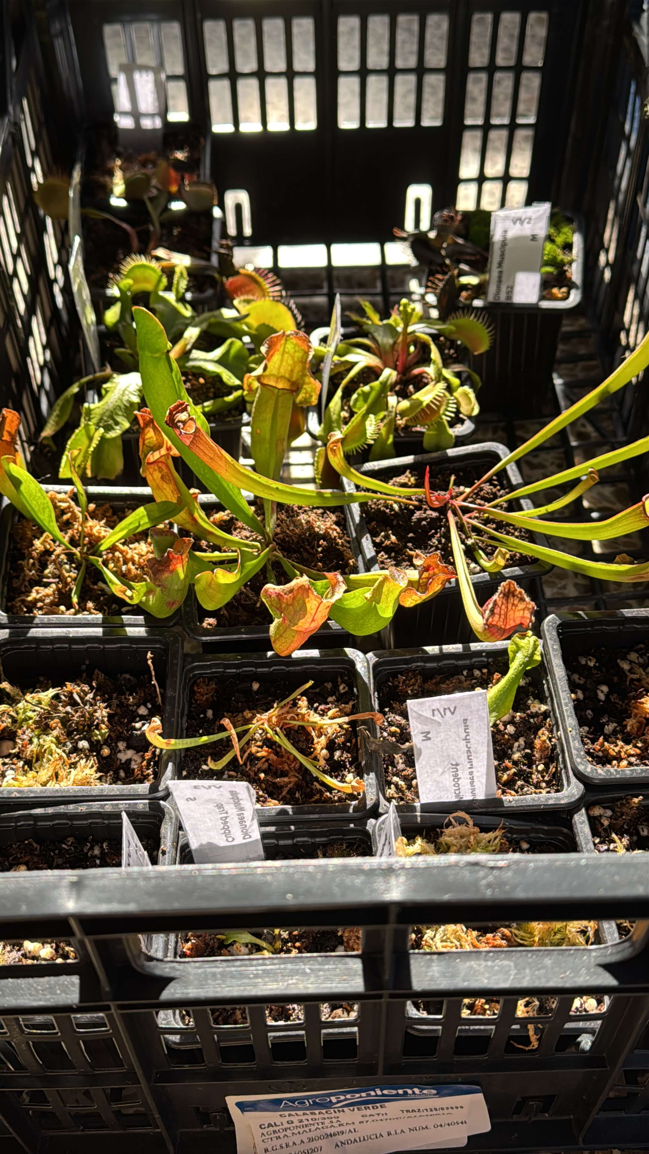 Dionaea Muscipula Id