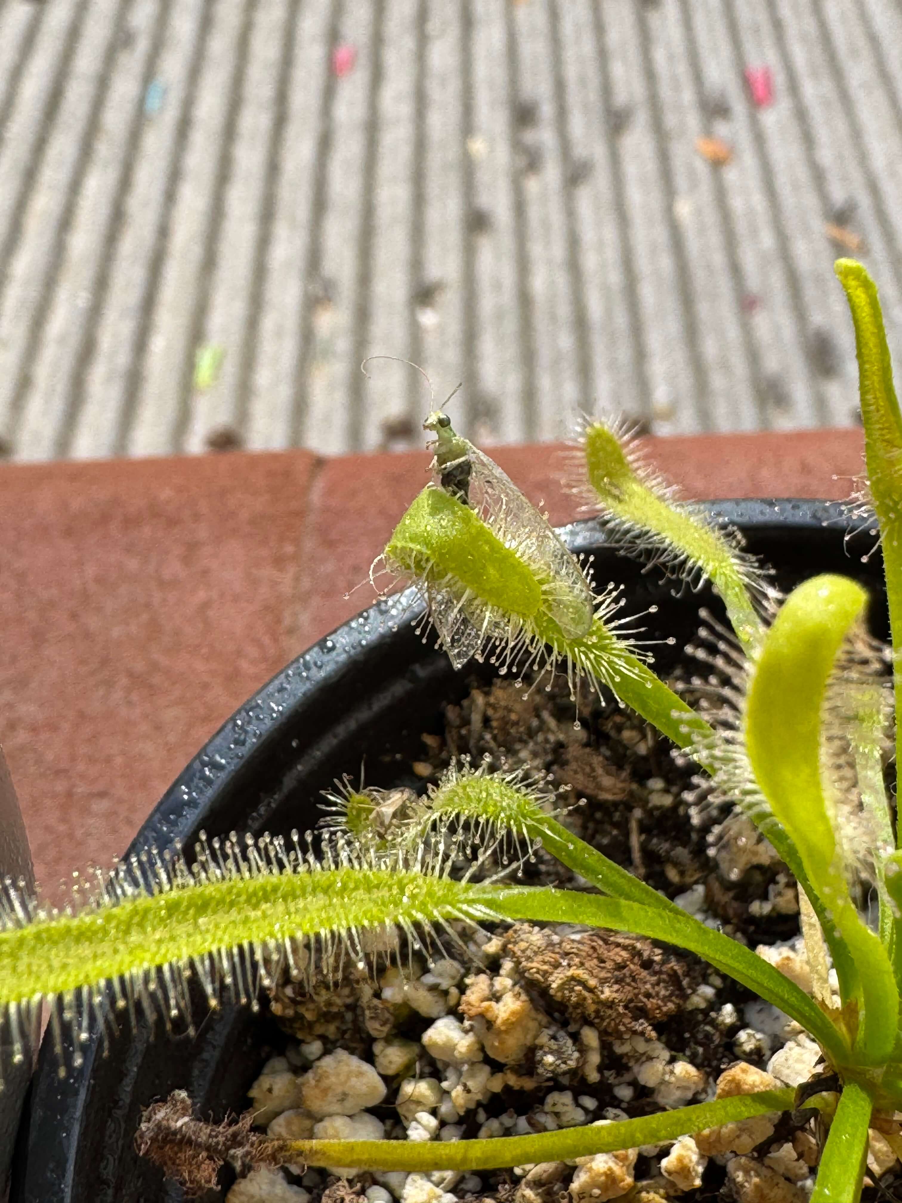 Drosera Capensi Alba