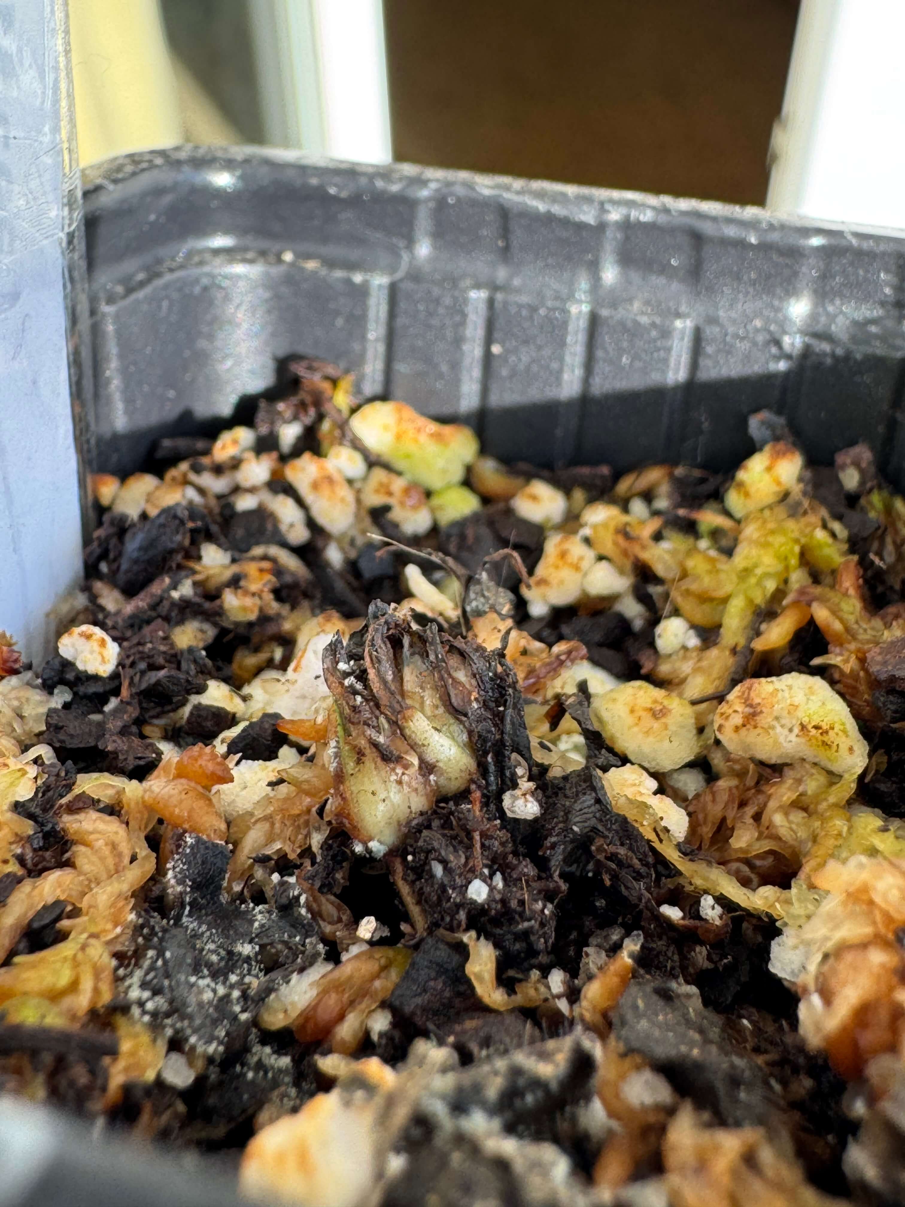 Rhizome