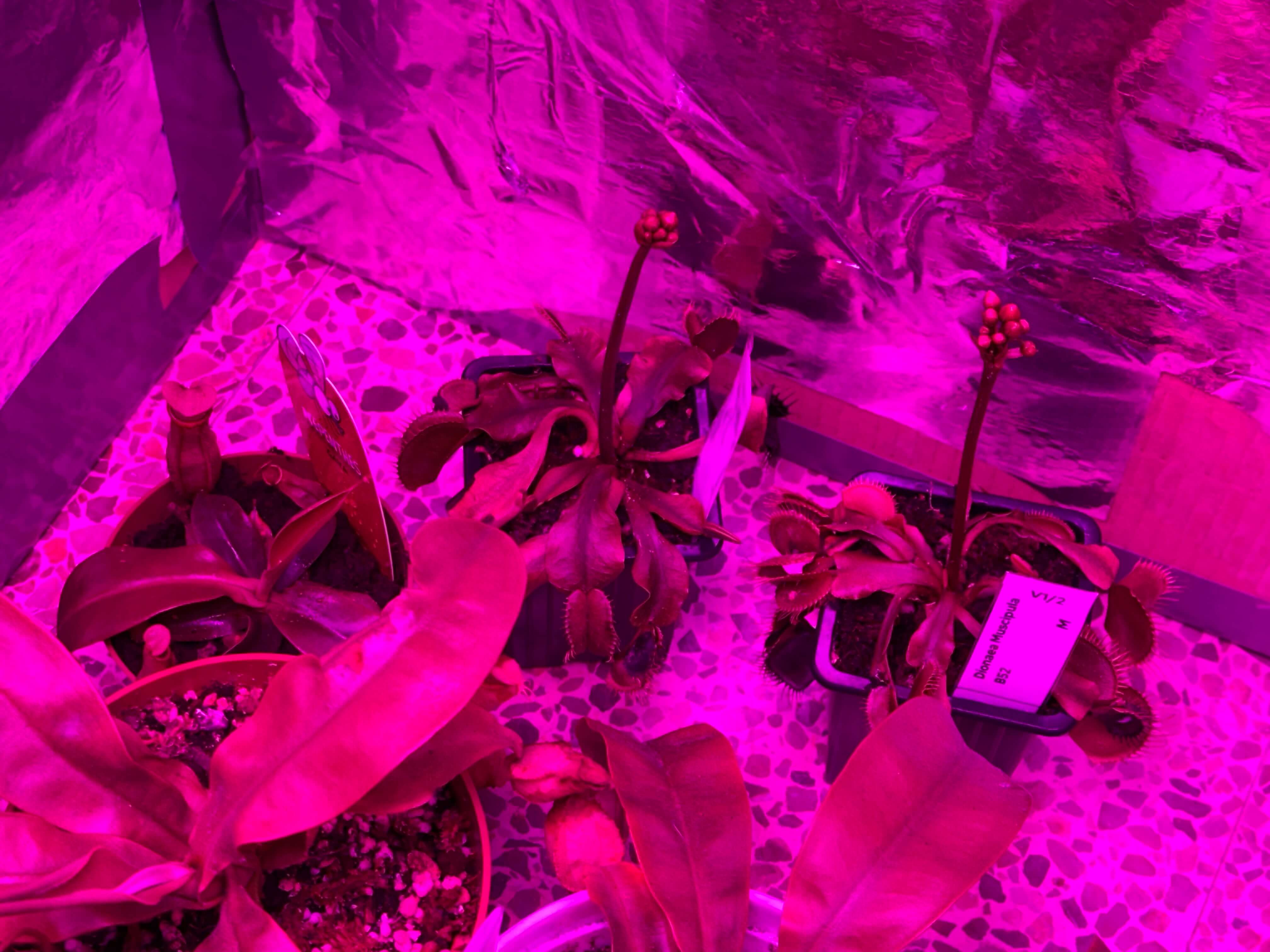 Venus Flowering