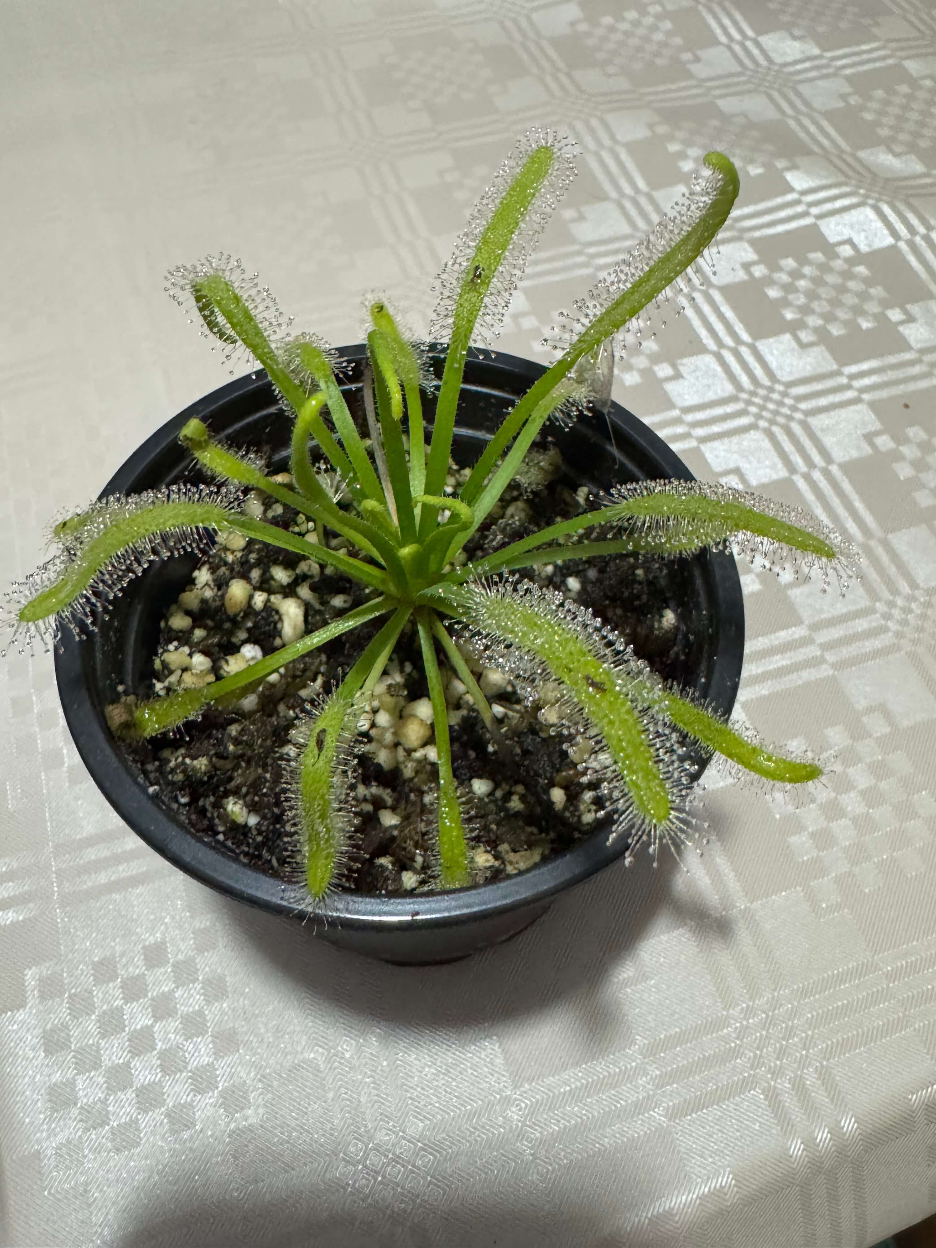 Drosera Alba