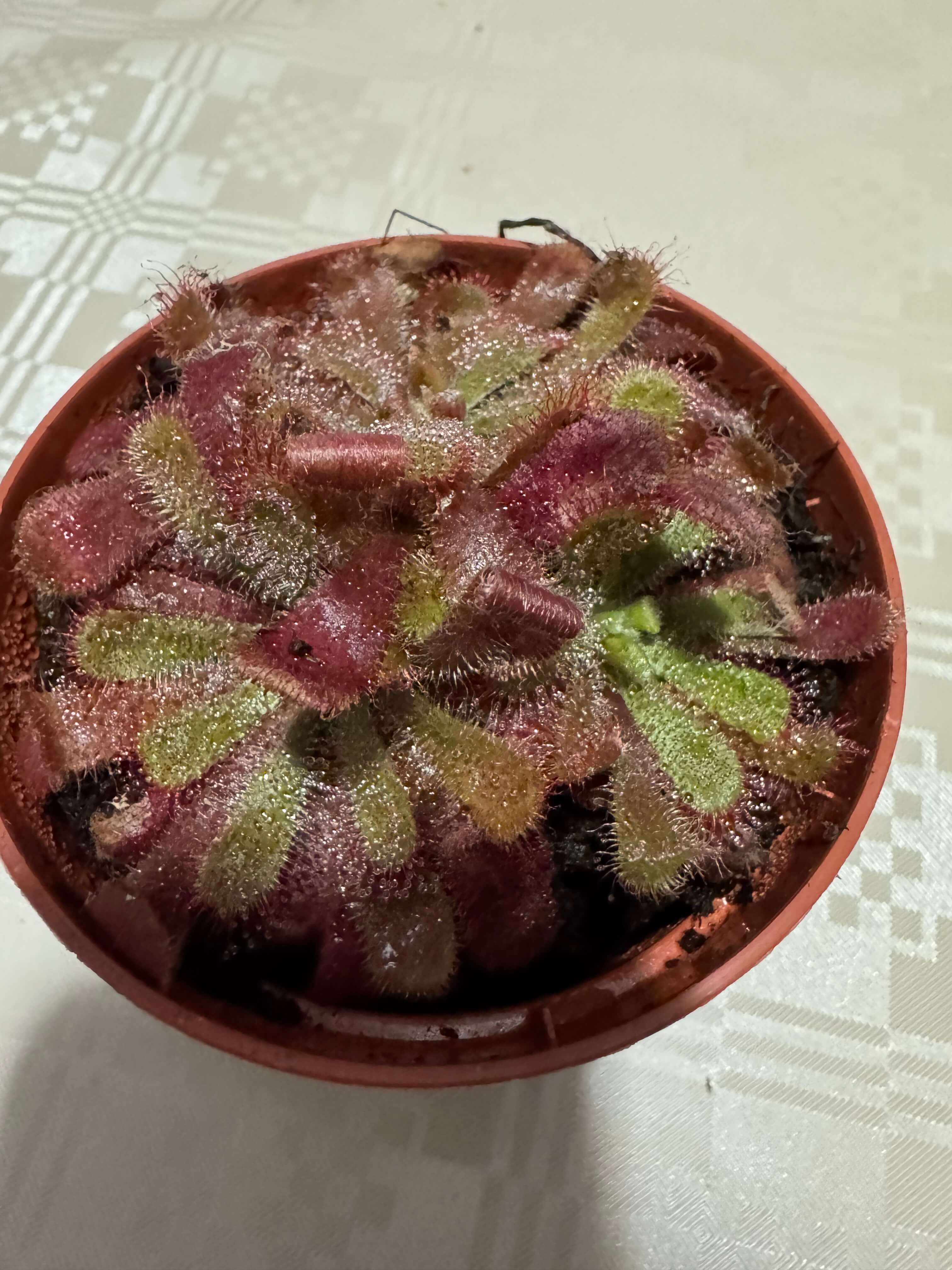 Drosera Aliciae