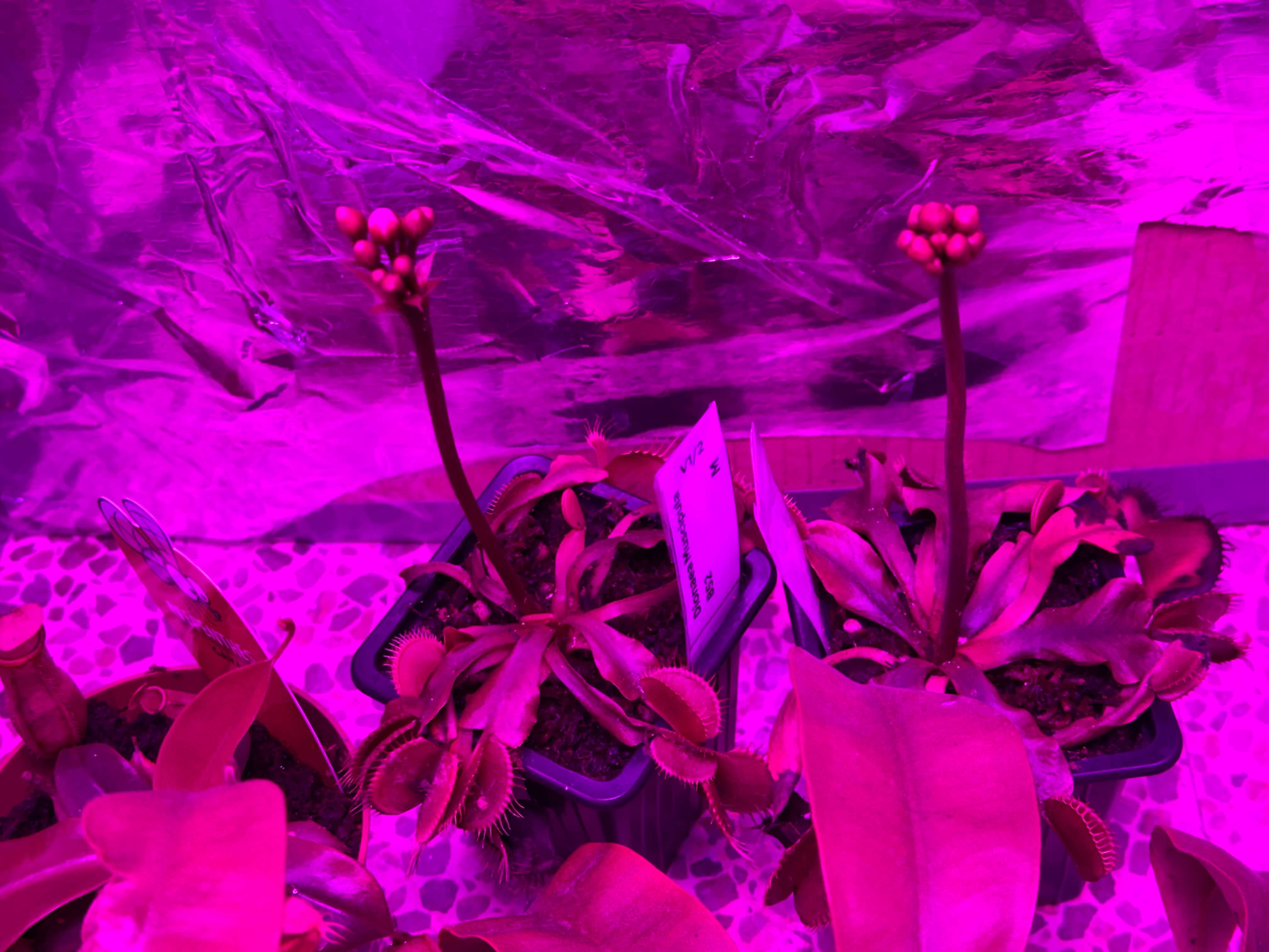 Venus flowering
