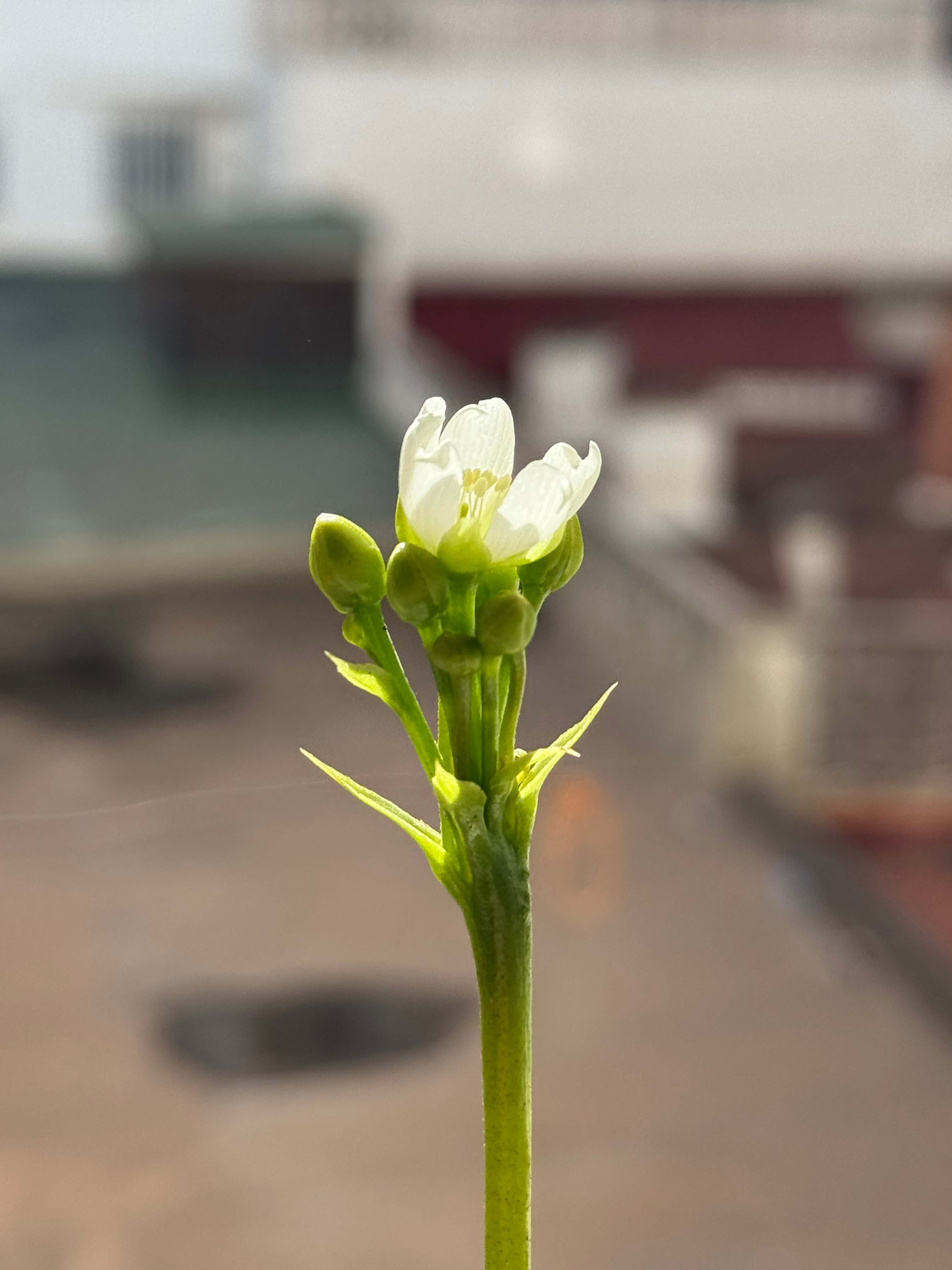 Venus flower
