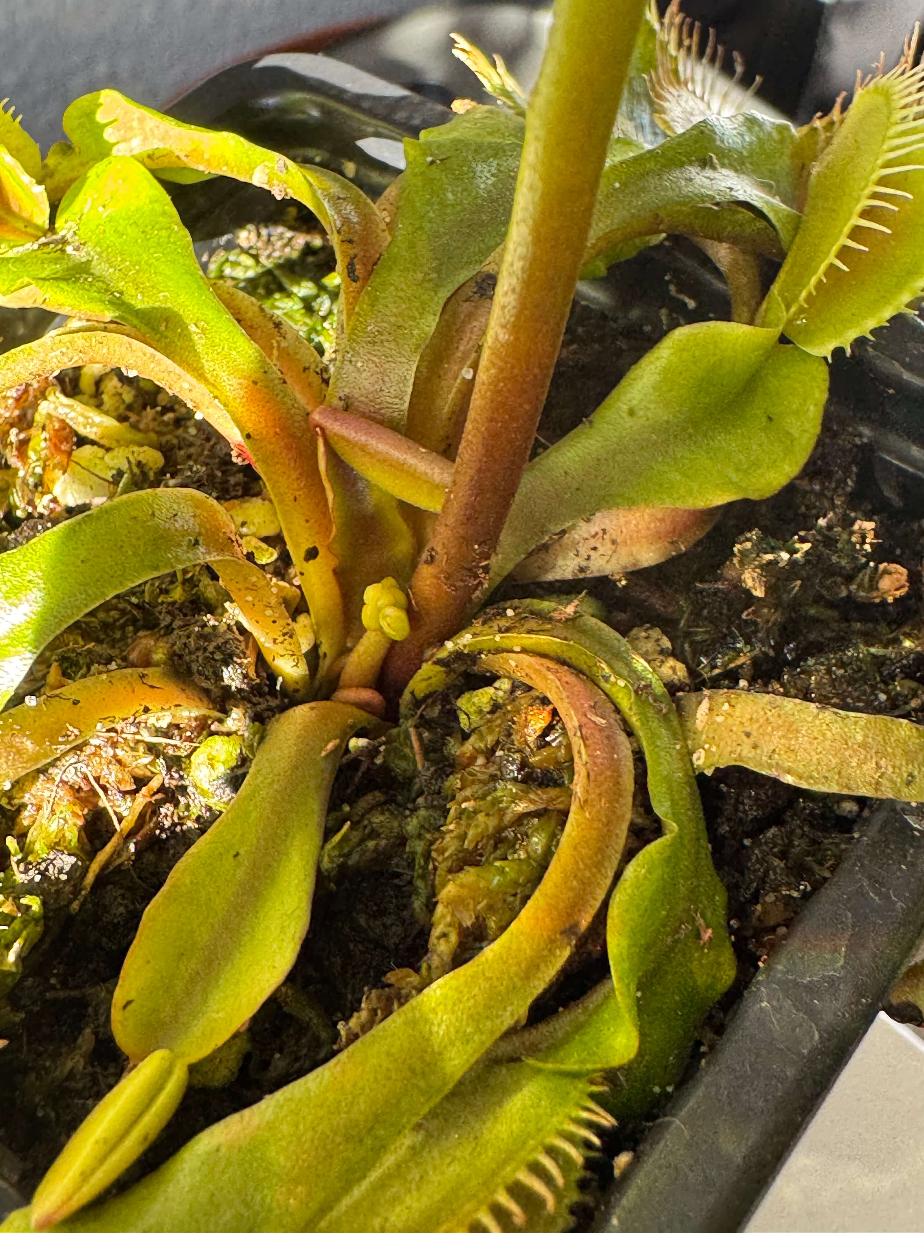 Venus new flower bulb