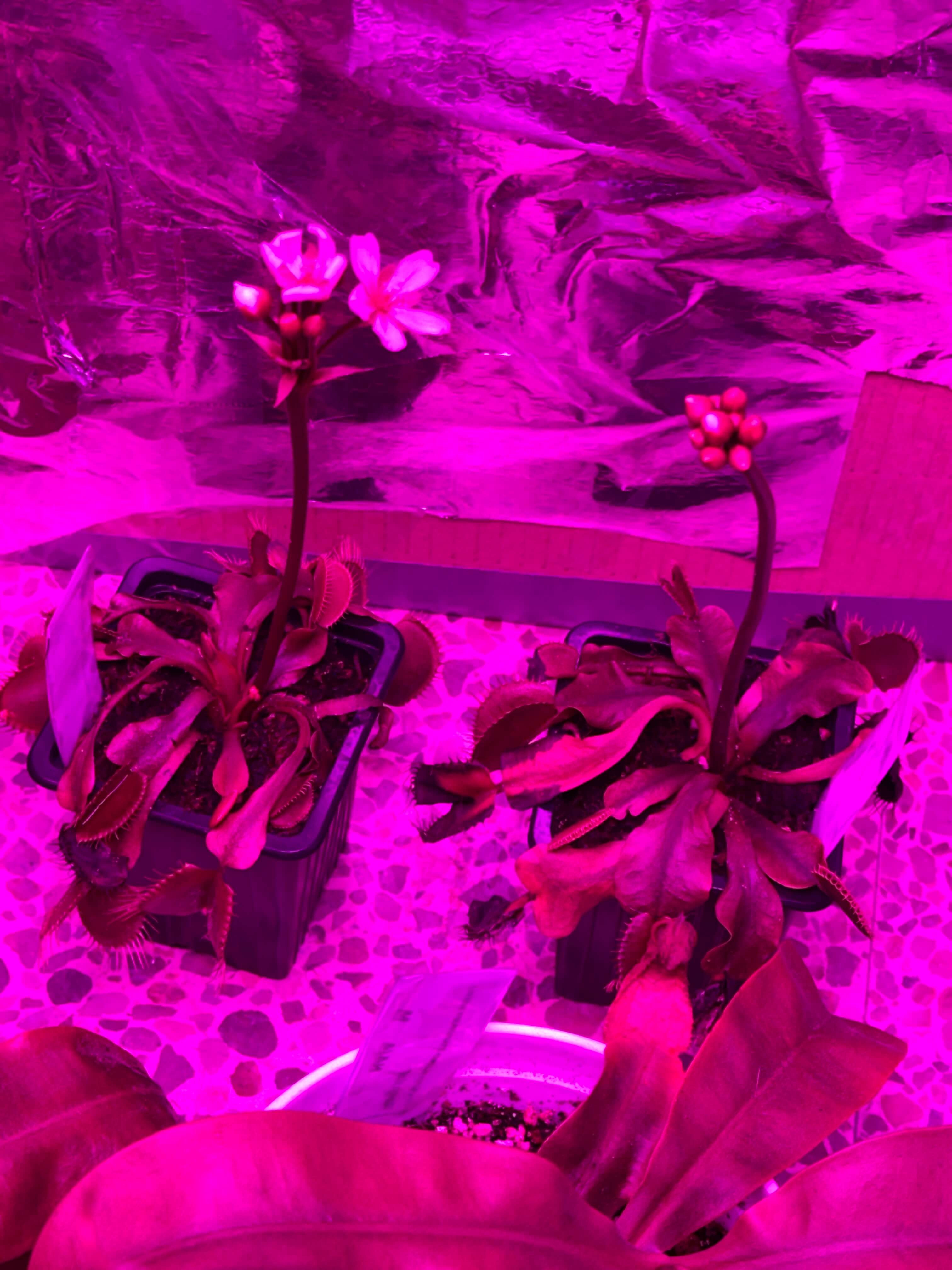 Venus second flower bulb