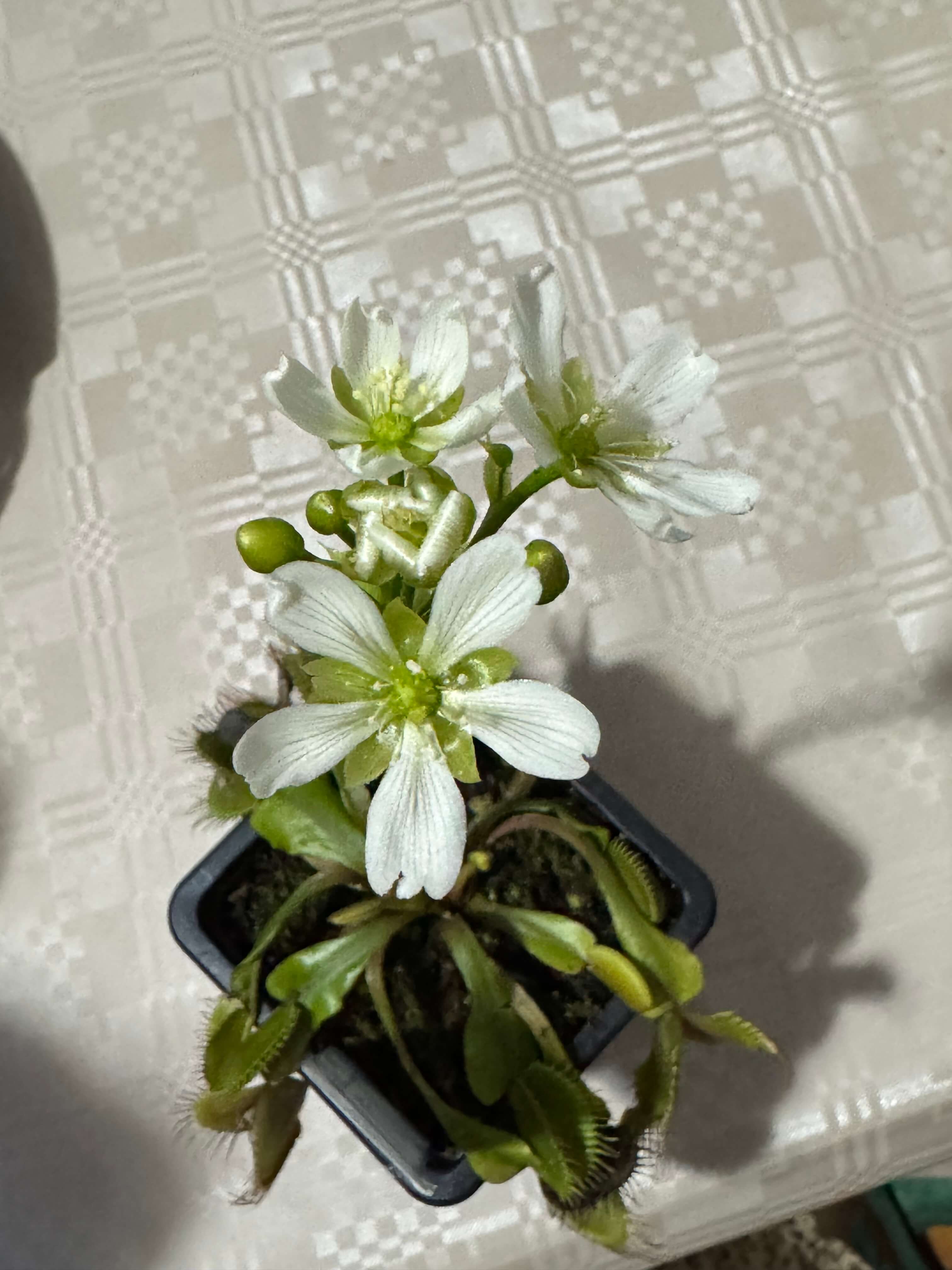 Flowers of VFT