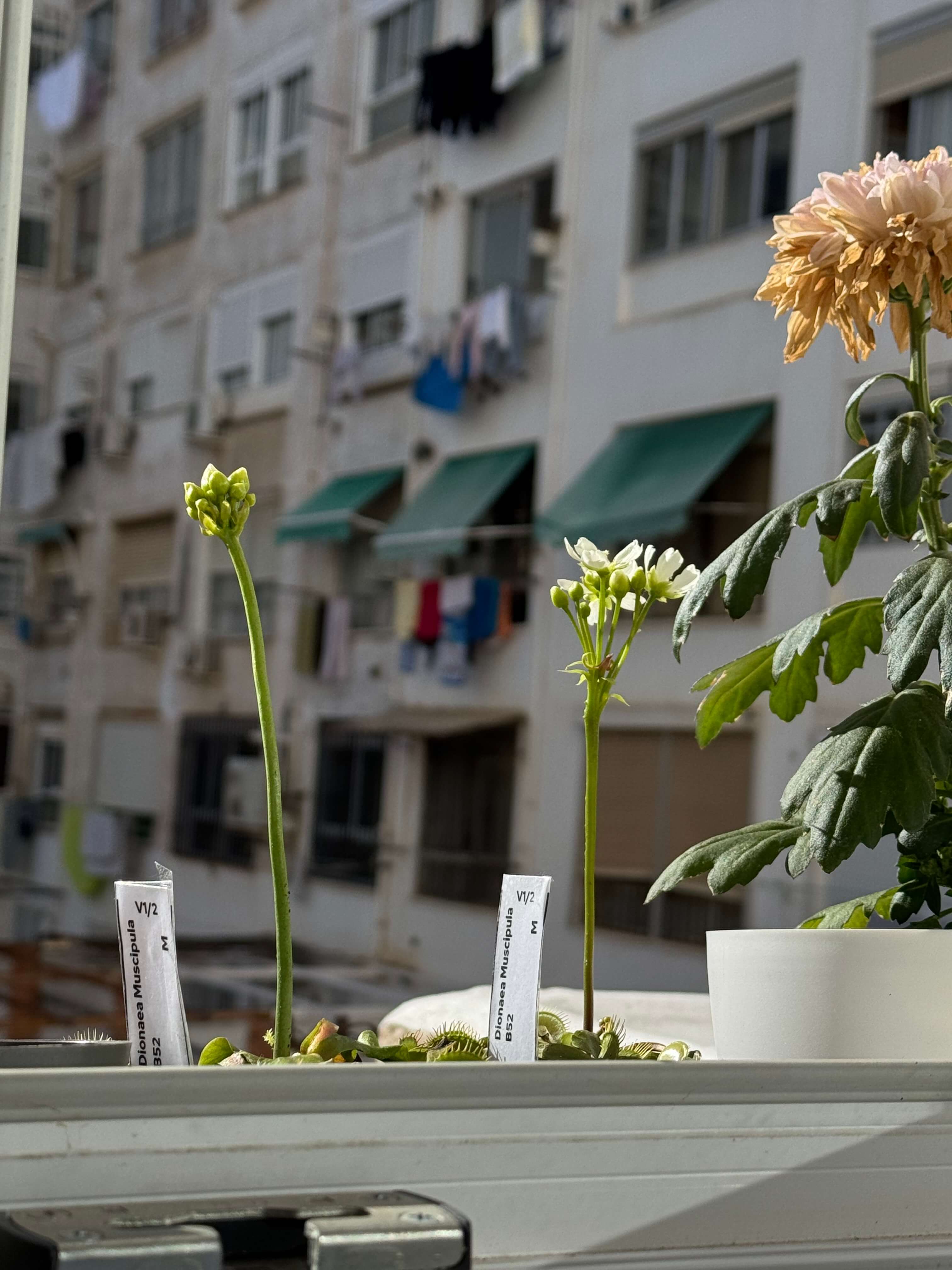 Flowers of VFT