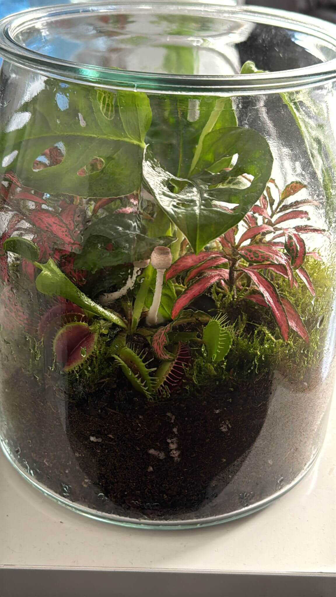 Terrarium with Venus