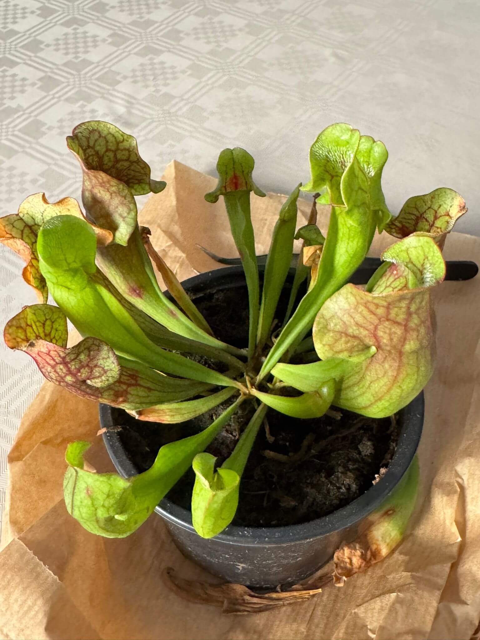 Sarracenia Bekerplant