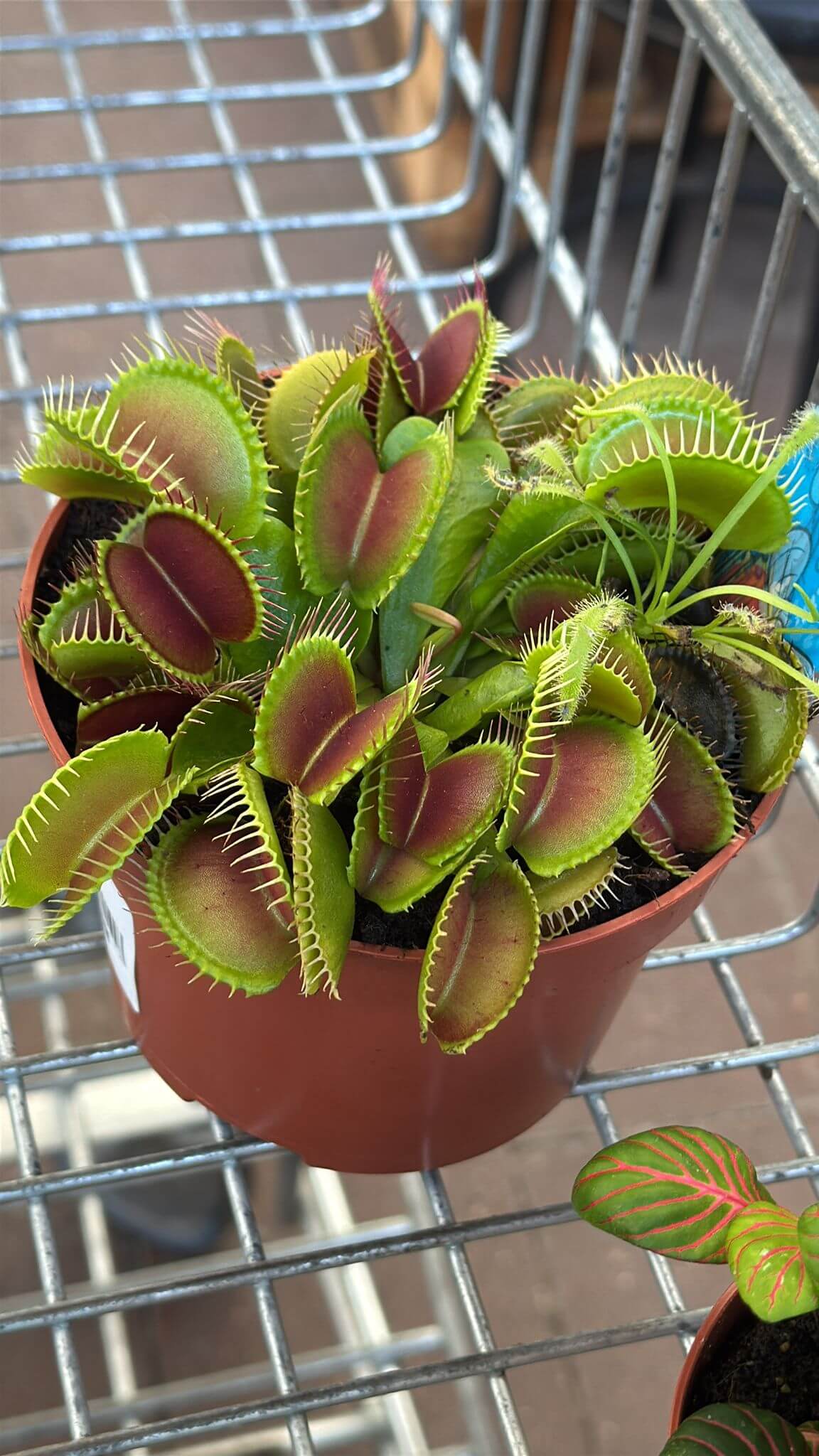 Dionaea B52