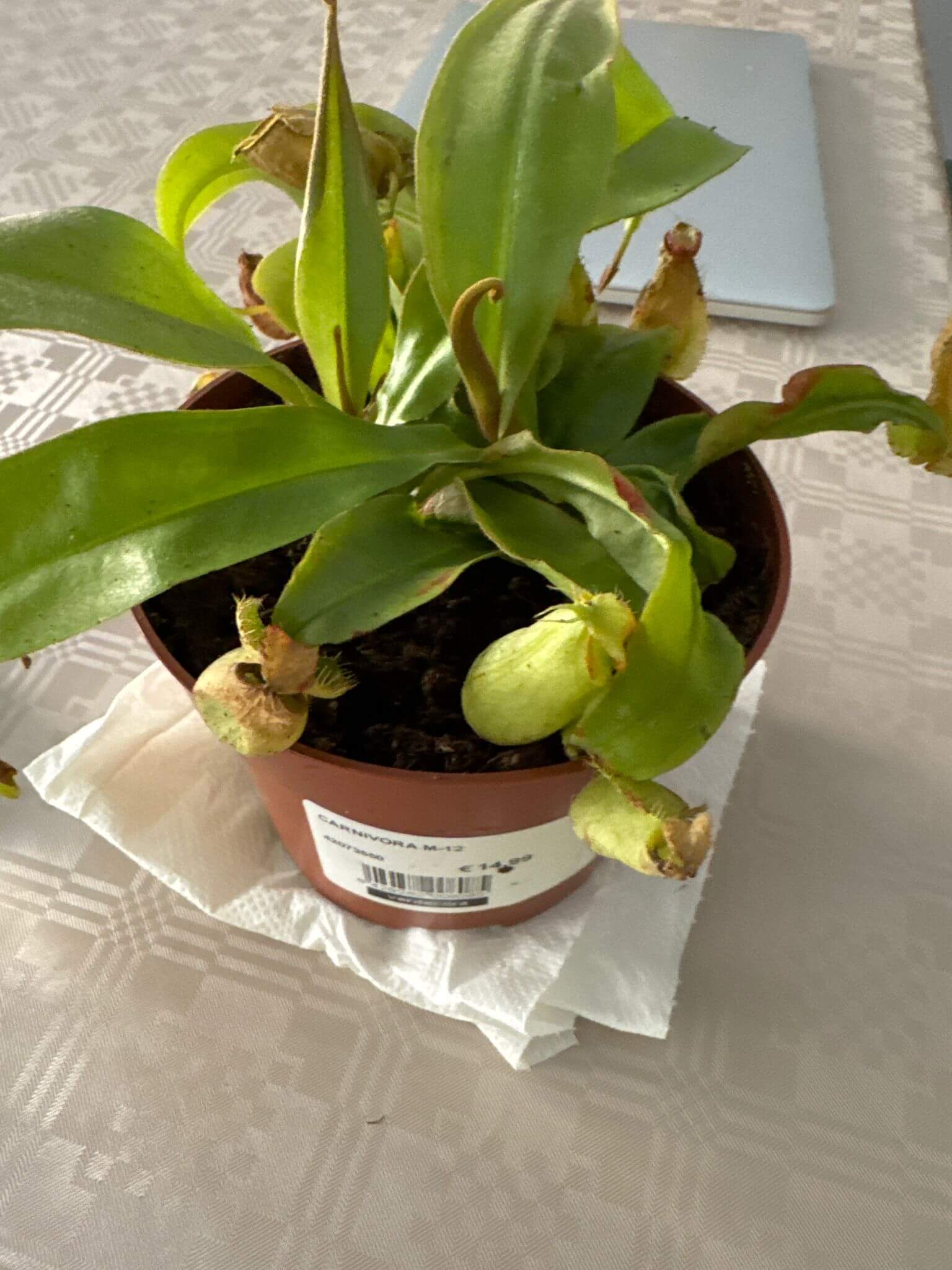 Nepenthes